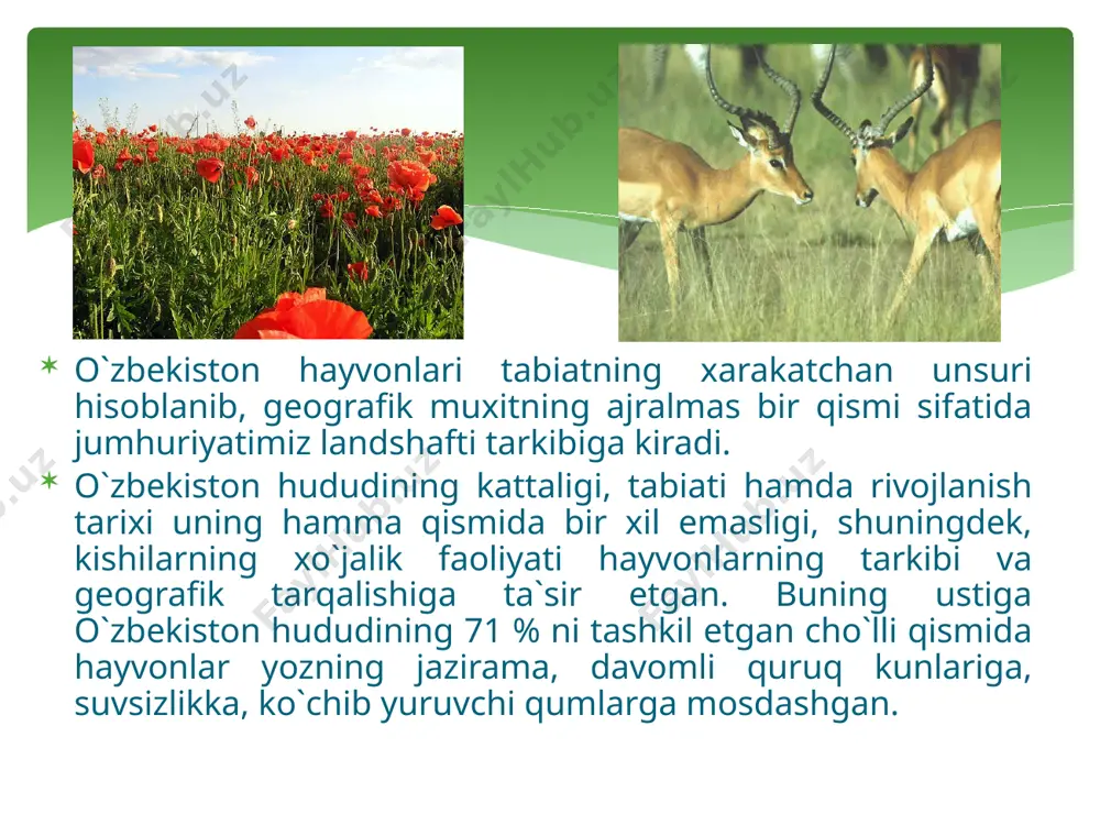 quzg`uni, sibir echkisi, ilg`irs markaziy osiyodan kirib kelgan. o`zbekiston hududida yashovchi sirtlon, chiyabo`ri, kobra (ko`zoynakli ilon) kabi hayvon turlari hindistondan kirib kelsa oq sichqon va qo`ng`ir ayiq yyevropaning shimoli uchun xosdir. o`zbekiston tabiati xilmaxil bo`lib, uning cho`l qismida bir xil tabiiy muhit mavjud bo`lsa, to`kaylarda ikkinchi xil, adir va tog`larda yana boshqacha muhit. vujudga kelgan. binobarin, o`sha tabiiy sharoitga bog`liq holda cho`lga, to`qayga, voxaga, adirga, toqqa, yaylovga moslashgan hayvonlar yashaydi. cho`l hayvonlari uzoq davom etgan quruq, jazirama yozga, qumli, sho`rxok, gilli, toshloq sharoitga moslashgan. shu sababli ba`zi hayvonlar uzoq davom etgan qurg`oqchil, nihoyatda issiqqa, yozga chidamli bo`lib, umrida suv iste`mol qilmay o`simliklar tarkibidagi namlik bilan cheklansa, (yumrochqoziqlar, qo`shoyoqlar, ko`rsichqon) ba`zilar, chunonchi oqquyruq, jayron chopqir (soatiga 50—60 km. tezlikda chopadi) bo`lib, uzokdagi suvloqdan foydalanadi. cho`l hayvonlari. cho`l hayvonlarining aksariyati sharoitga shunchalik moslashib ketganki, ularning rangi qum tusiga (qo`ng`ir, malla, sarg`ish rangga) o`xshab ketgan. cho`lda yoz faslida kunduzi tuproq 70—80° gacha qizib …