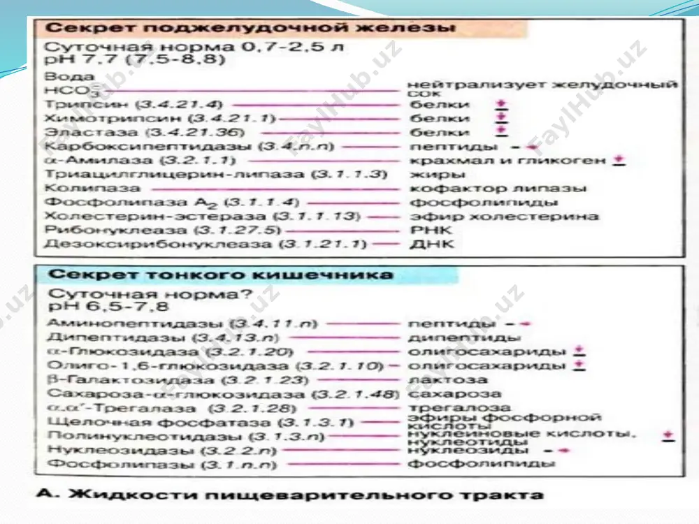 okislota qoldig’idan tuzilgan. odam insuliniga yaqin insulin chuchqaniki hisoblanadi, undan faqat bitta aminokislota qoldig’i bilan farqlnad: 30 qism b zanjirda chuchqa insulinida alanin joylashgan, odamnikida esa- treonin; buqaning insulini 3 ta aminokislota bilan farqlanadi. inuslin ishlab chiqarishning asosiy stimuli bo’lib qonda glyukozaning miqdori ko’payiib ketishi hizmat qiladi. insulin ishlab chiqarish murakkab biokimyoviy jarayon bo’lib, bir necha etapni o’z ichiga oladi. avvalida endoplazmatik to’r ribosomalarida preproinsulin sintez bo’ladi, u polipeptid zanjir va aminokislota qoldiqlaridan tashkil topgan , undan 24 ta aminokislotadan hosil bolgan signal peptid ajraladi. undan keyin proinsulin hosil bo’ladi, va kompleks goldjiga transport qilinadi, uning sisternalarida insulin hosil bo’ladi. insulin hosil bo’lish jarayonida proinsulin molekulasidan spesifik endopeptidaza yordamida c-peptid fragmenti 31 aminokislotadan qiqib olinadi, ya’ni proinsulin molekulasi insulin va biologik inert peptid qoldig’iga bo’linadi. langergans orolchasidagi bet-hujayralari qonda glyukoza miqdori o’zgarishiga ta’sirchan bo’ladi, insulin ajralishi quyidagi mexanizm bo’yicha boradi: ♦ glyukoza beta-kletkalariga spesifik oqsil glut 2 bilan erkin transport …