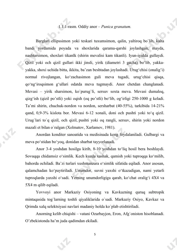 da tog`larning toshli qiyaliklarida o`sadi. markaziy osiyo, kavkaz va qrimda xalq selektsiyasi navlari madaniy holda ko`plab etishtiriladi. anorning kelib chiqishi – vatani ozarbayjon, eron, afg`oniston hisoblanadi. o’zbekistonda ha’m juda qadimdan ekiladi. anor, asosan, o’zbekistonda, ozarbayjonda, krasnodar o`lkasida, qrimda, janubiy qozog`istonda va dog’istonda keng tarqalgan. hozirgi madaniy anor uning yovvoyi turidan selektsiya yo`li bilan chiqarilgan. pishgan mevasi tarkibida 15-19% shakar, 1,2-2,6 % kislotalar, sharbatida esa shifobaxsh temir hamda ko`p miqdorda tannin moddasi bo’ladi (hojimatov va b., 1995). o’rta osiyoda anor 2000 yillardan beri ekilib kelinayotgani haqida ma’lumotlar bor. sobiq ittifoq davrida anorzorlarning 25 % idan ko`prog`i o’zbekistonda joylashgan (haydarov va b., 1976). o’zbekistonda ko`p yillardan beri anorzorlar barpo qilinib, uning maxsus navlari ekib kelinmoqda. farg`ona vodiysida, surxondaryoning ayrim tumanlarida katta anorzorlar bor. shuningdek, anorzor bog’lar farg`ona vodiysida katta maydonlarda barpo qilingan. o’zbekistondagi boshqa viloyatlardagi anorzorlar yangi barpo etilgan bo`lib, ularga standart navlar ekilgan. bundan tashqari, o’zbekistonning tog’li hududlarida, daryo bo’ylarida kichik …