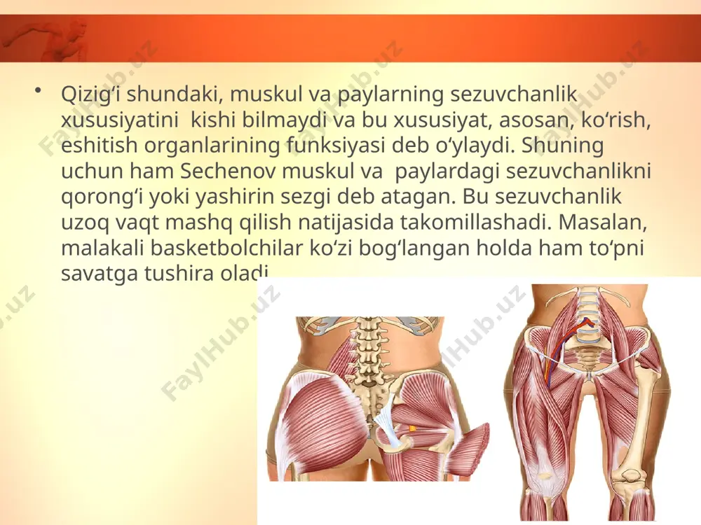 muskul, pay va bo‘g‘imlar orqali sezish (harakat analizatori). 8 - sinf - Page 5