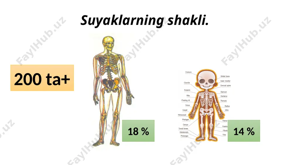 n. naysimon suyaklar, tana-diafiz va ikki uchidan yoki epifizlardan tashkil topgan. epifizlarda tog’ay bilan qoplangan va bo’g’unlarni hosil bo’lishida ishtirok etuvchi bo’g’unlar yuzasi joylashgan. suyaklar yuzasida do’nglar, do’ngchalar, egatlar, kesmalar, teshiklar joylashgan bo’lib, ularga paylar, muskullar tutashadi yoki nervlar va tomirlar o’tadi. suyakning kimyoviy tarkibi quritilgan va yog’sizlantirilgan suyak 30 % organik modda, 60 % mineral moddalar va 10 % suvdan tashkil topgan suyakning organik moddalari orasida tolali oqsil (kollagen), uglevodlar va ko’plab fermentlar bo’ladi suyakning mineral moddalari kalsiy, fosfor, magniy tuzlari, shaklida berilgan bo’lib, ulardan tashqari ko’plab mikroelementlar (alyuminiy, ftor, marganes, qo’rg’oshin, stronsiy, uran, kobalt, temir, molibden va boshq.) ham mavjud voyaga yetgan odam skeletida: 1200 g ca, 530 g p, 11 g mg odam tanasidagi 99 % ca suyaklarda yig’ilgan agar suyakni bir necha kunga kislota eritmasiga solib qo’ysak, u o’zining shaklini saqlab qoladi, ammo shunchalik yumshoq bo’lib qoladiki, undan tugun tugish mumkin, chunki uning tarkibida endi ca …