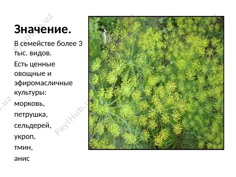 семейство зонтичные - Page 4