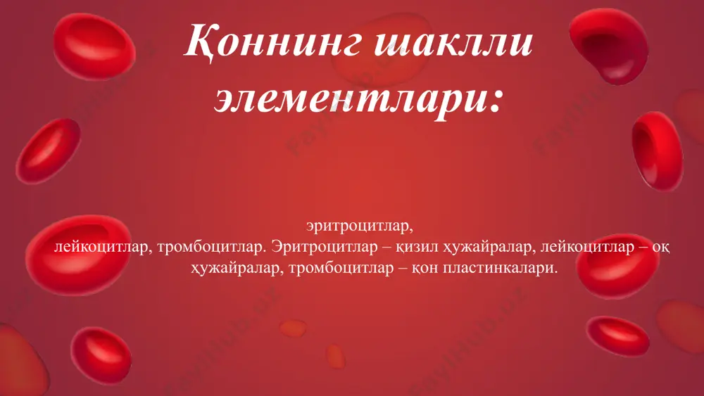и 4,5-10 мкм, лейкоцитлар умумий миқдорининг 25-30 % ташкил этади. ўлчами бўйича уларнинг майда (4,5-6 мкм), ўрта (7-10 мкм) ва йирик (10 мкм дан катта - патологик) турлари бор. ядро яхши бўялган, юмалоқ ёки ловиясимон шаклда, цитоплазманинг кўп қисмини эгаллайди. унинг атрофини цитоплазма унча кенг бўлмаган гардиш сифатида кўринади. цитоплазмада – кам миқдорда азурофил доначалари (лизосома) кўринади. бошқа органеллар жуда кам. дифференцировкаси ва вазифасига қараб лимфоцитлар 2 турга бўлинади: т – в- лимфоцитлар. иммунологик улар ўзининг юзасидаги махсус иммуноглобулинлари билан бир-биридан фарқланади. махсус иммуноглобулинлар турли антигенларни таниб олувчи рецепторлар вазифасини бажаради. ёруғлик микроскопида улар бир-биридан фарқланмайди, лекин электрон микроскоп остида т-лимфоцитларда лизосома йирикроқ, в-лимфоцитларда эса донадор эпт яхши ривожланганлиги кўринади. т-лимфоцитлар – тимусда ҳосил бўлади ва дастурланади. қондан лимфага ўтади, яшаш муддати в-лимфоцитларга нисбатан кўпроқ. ҳар бир т-лимфоцит махсус антигенлар таъсирига қарши дастурланган. етук лимфоцитлар ўзининг бўлиниш хусусиятини сақлаган ягона қон ҳужайрадир. лимфоцитларнинг яшаш муддати турлича: бир неча хафтадан ойгача, …
