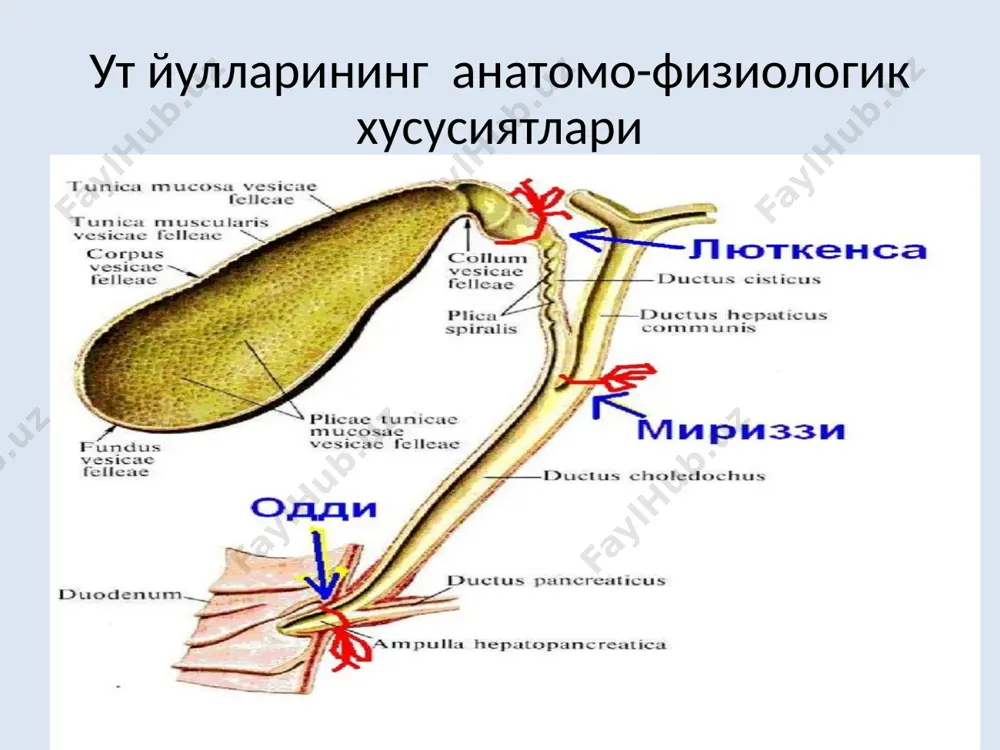 афия диета столи ва даволаш препаратлар даволаш муолажалари дискинезия гипотоник гипертоник диета стол №5 тавсия қилинади усимлик клечаткасини тутувчи ўт хайдовчи махсулотлар қабул килиш певзнер бўйича стол №5 қаттиқ ва таъсирловчи, ботмайдиган овқатлар қабул қилиш нейротроплар стимулловчилар: феномин, кофеин седатив: транквилизаторлар, ганглиоблокаторлар, новокаин спазмолитиклар шарт эмас ношпа, папаверин, эуфилин иссик муолажалар факатгина кўзгалган даврида ишлатилади кенг қўлланилади даволаш физик муолажалар тонусини оширувчи дорилар буюрилади енгиллаштирувчи дорилар буюрилади физиотерапия тонусини оширувчи дорилар, фарадизация, гальванизация седативли новакаин, папаверинли, магнезий сульфатли электрофарез, ултратовуш минерал сувлар юқори минераллаштирилган сувлар 300-400 мл кунига 2-3 м паст минераллаштирилган оз микдорда 3-4 махал сурункали холецистит ўт пуфагининг тез-тез учраб турадиган касалликларидан бўлиб хисобланади. бу касалликнинг кўпчилик холларда ўт пуфагидаги ўткир яллиғланиш жараёнларининг давоми бўлиб хисобланадиган катарал, инфильтратив сингари асоратланмаган хамда флегмоноз ва флегмоноз-ярали каби асорталанган шакллари ажратилади сурункали холецистит касаллик асоратсиз кечадиган холларда жараён авж олган ва ремиссия сингари даврлари билан характерланади. оғриқ хуружлари асосан жисмоний зўриқишлар, …
