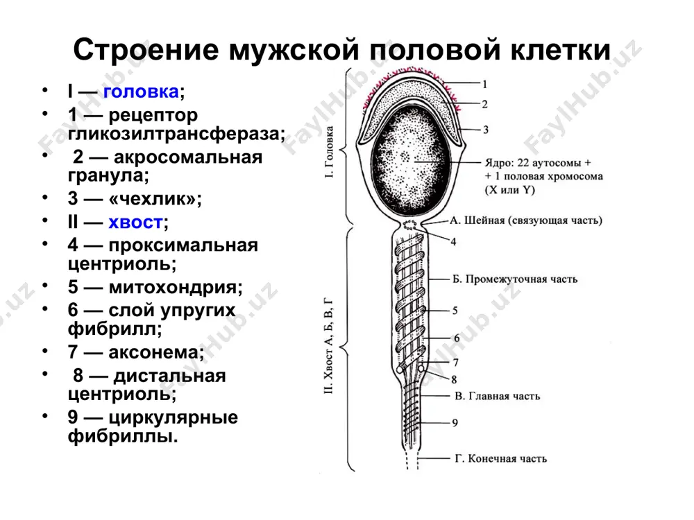 ие нервной трубки; 9 — образование хорды; 10 — образование мезодермы. гаструляция путем эпиболии (и инвагинации) у земноводных инвагинация идёт на границе между анимальной и вегетативной частями бластулы. здесь образуется небольшое впячивание - серповидная бороздка (1). б) затем клетки анимального полюса (2) начинают энергично обрастать вегетативную часть (3) зародыша - наползая на неё снаружи и проникая затем внутрь через край бороздки. в) при этом серповидная бороздка всё углубляется: внутреннее её пространство превращается в гастроцель (4), а входное отверстие - в бластопор (5)). в стенке гаструлы содержатся все три зародышевых листка на схеме видна также бластоцель (6). 6 гаструляция путём деламинации и иммиграции у птиц i. первый этап - деламинация одноклеточный слой дискобластулы расщепляется (путём деления клеток) на два слоя: верхний – эпибласт и нижний – гипобласт (в формировании тканей зародыша не участвует). гаструляция путём деламинации и иммиграции у птиц ii. второй этап – иммиграция избыток постоянно делящихся клеток эпибласта мигрирует …