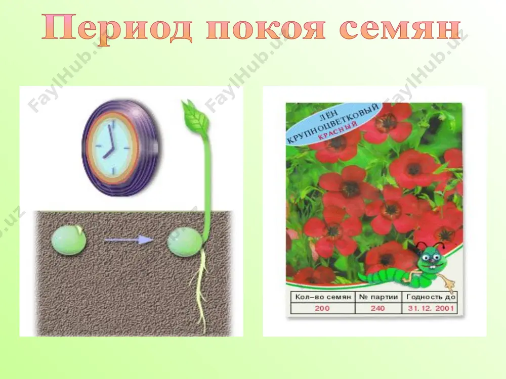 урок биологии - Page 4