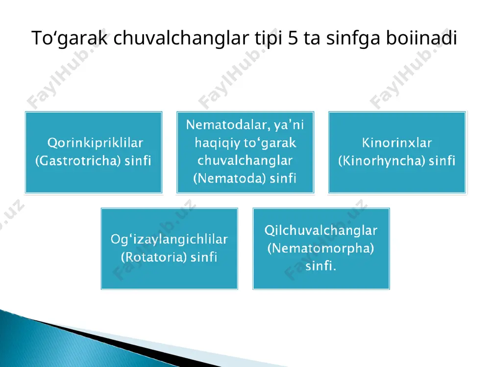 to‘garak chuvalchanglar (nemathelminthes) taqdimoti - Page 4