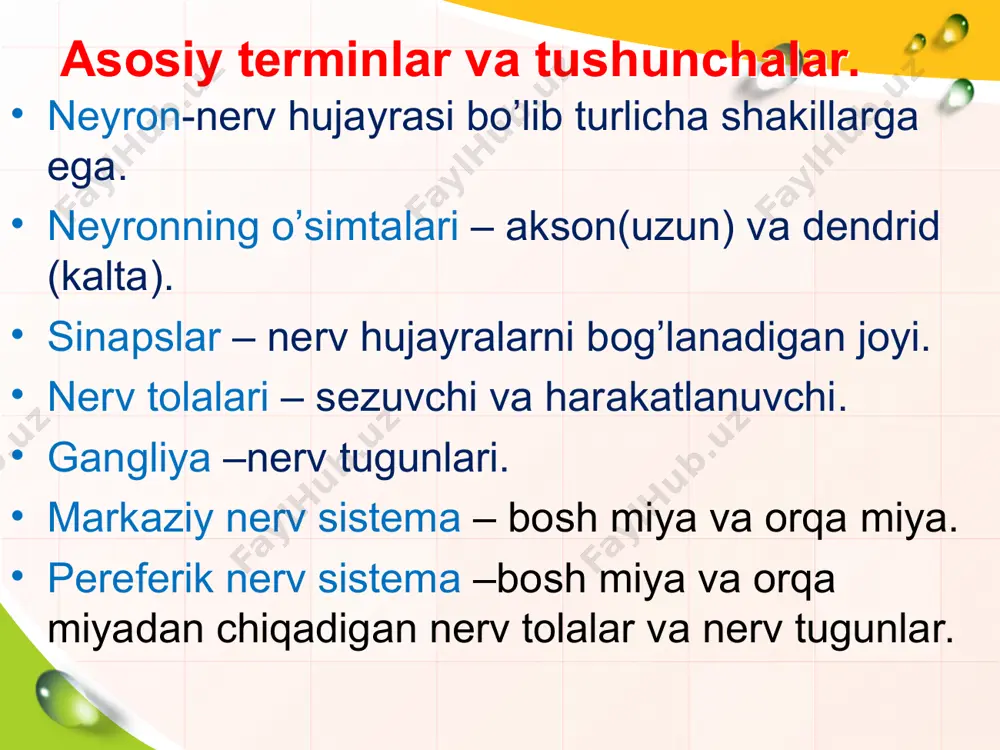 holatda bo'lishi shart. nerv tolasi qattiq sovitilsa yoki o'tkir zaharlansa, nerv impulsini o'tkazmaydi. aralash nervlar tarkibidagi harakatlantiruvchi sezuvchi nervlar esa impulsni bo'lib-bo'lib o'tkazadi. impulslarni bu xilda ajralgan holda o'tkazilishi nervning miyelin qavat bilan qoplanishiga sabab bo'ladi. nerv tolasi qirqilganda nerv hujayrasi tanasi tomondan o'sa boshlaydi. nerv tolasining qayta tiklanishi bilan impuls o'tishi ham qayta tiklanadi. * sinaps (prodoljenie) sinaps (grek.qopliman —o’rash,qoplash) — ikki neyron orasidagi tutashadigan joyiga aytiladi. bu terminni 1897 yiliingliz fiziologi charliz sherrington fanga kiritgan. bir nerv tolasidan ikkinchisiga impulslarni o’tkazadi. bir hujayrada bir nechta sinapslar bo’lishi mumkin. nerv tolalarining miyelinlashuvi. avval periferik nervlar, so'ngra orqa miya nervlari, keyinroq bosh miya sopining nerv tolalari, undan so'ng bosh miya katta yarim sharlarining tolalari miyelinlashadi. miyelin qavati rivojlangan sari nerv tolasining qo'zg'aluvchanligi orta boradi. ona qornida embrion 4 oyligidan boshlab, orqa va bosh miyadagi nervlar miyelinlasha boshlaydi. birinchi galda harakat nervlari, so'ngra aralash nervlar, undan keyin orqa miyaning markazga intiluvchi …