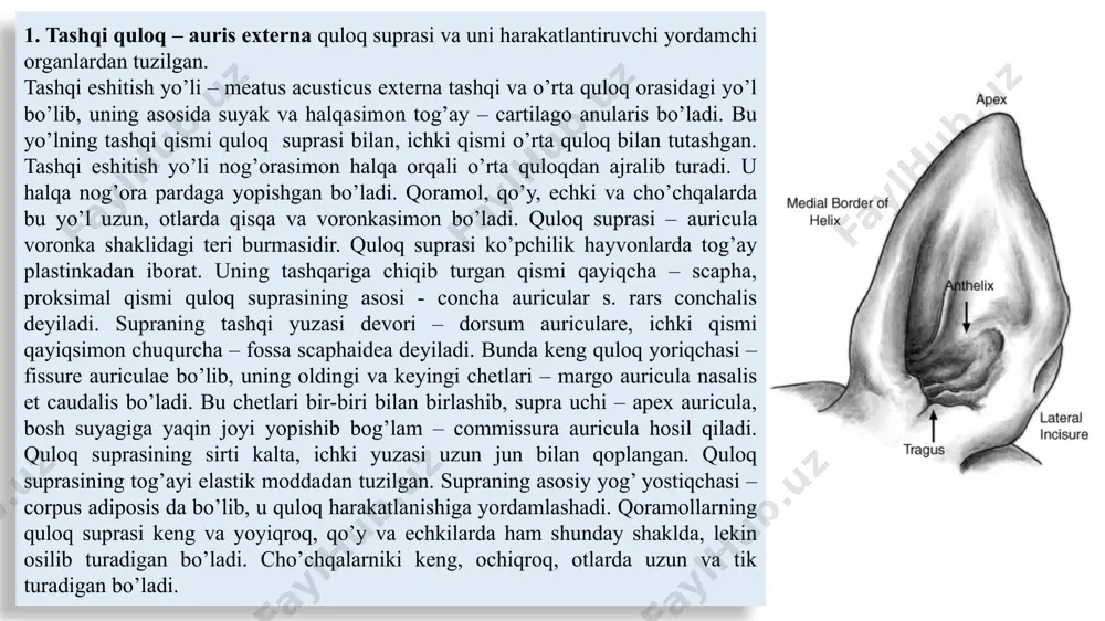 ardali yarim doira kanal bor. yumaloq xaltacha pardali chig’anoq kanalidan iborat. parda labirint bilan suyak labirint o’rtasida bo’shliq bo’lib, u perilimfa – perilympha suyuqligi bilan to’lgan, ularning devorlari yassi to’qima bilan qoplangan. parda labirintining shakli xuddi suyak labirintga yaxshash bo’ladi. parda labirint o’zaro tutashuvchi bo’shliqlar va kanallarning murakkab sistemasidir. bu bo’shliq va kanallarning ichida tiniq suyuqlik – endolympha – endolimfa bor. endolimfa yo’li – ductus endolymphaticus yo’g’onroq oyoqchasi bilan yumaloq xaltachaga, nozikroq oyoqchasi bilan oval xaltachaga birlashadi. u quloq suyagining miya yuzasidagi suv yo’li dahligi orqali chiqib, xaltacha – saccus endolymphaticus shaklida, uzunligi 1 sm, eni 2 mm bo’lib kengayadi. bu xaltacha miya qattiq pardasining har ikkala varag’i orasida joylashadi. parda labirint suyak labirintdan perilimfa bo’shlig’i orqali ajralib, subaraxnoidal bo’shliq bilan chig’anoq va dahliz suv yo’llari orqali birlashadi. perilimfa suv yo’li bo’shlig’i perilimfa suyuqligi bilan to’lgan bo’ladi. itlarda quloq suprasini qisman kesish texnikasi. ko’rsatma. yara, o’sma, nekroz, shuning bilan birga …