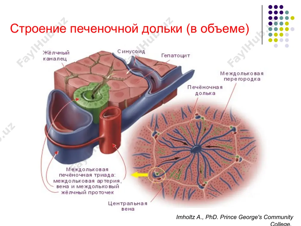 splantatsiya yoki o'lim immun javob to'qima shikastlanishi fibroz gtsk tsirroz kasallik ko'rinishi surunkali virusli gepatitlar patogenezi. adapted from dr z goodman, armed forces institute of pathology, washington, dc xujayin omillari va tashqi muhit (alkogol, koinfektsiya va boshka.) * jigardagi asosiy kasalliklar sindromi tsitoliz sindromi jigar ichi va jigardan tashqari xolestaz sindromi gepatotsitlar toksik shikastlanishi sindromi gepatotsitlarda sintez jarayoni buzilishi sindromi yallig'lanish sindromi tsitoliz sindromi tsitoliz infektsion gepatitga, jigarning toksik shikastlanishi,zaharlanishlarga xarakterli. tsitoliz gepatotsitlar membranasi va organellalari butunligini buzilishiga asoslangan bo'lib, giperfermentemiya bilan kechadi. tsitoliz zardobda alt, ast, ldg, gldg ortishi bilan kechadi. - membrananing o'tkazuvchanligini ortishini plazmada quyidagilarni ortishi bilan baholanadi: tsitoplazmatik fermentlar - alt. ast. ldg mitoxondrial fermentlar- gldg, ast tsitoliz sindromini ldg-5 tasdiqlaydi 1 2 3 4 5 ldg o't chiqaruvchi yo'llar epiteliysining reaktiv o'zgarishlari, jigar ichi xolestaz ko'rinishlarini if, -gt, lap faolligi aks ettiradi. o't chiqaruvchi yo'llar membranasida fermentlar birga joylashgan, ularning faolligi bir vaqtda bir xil …