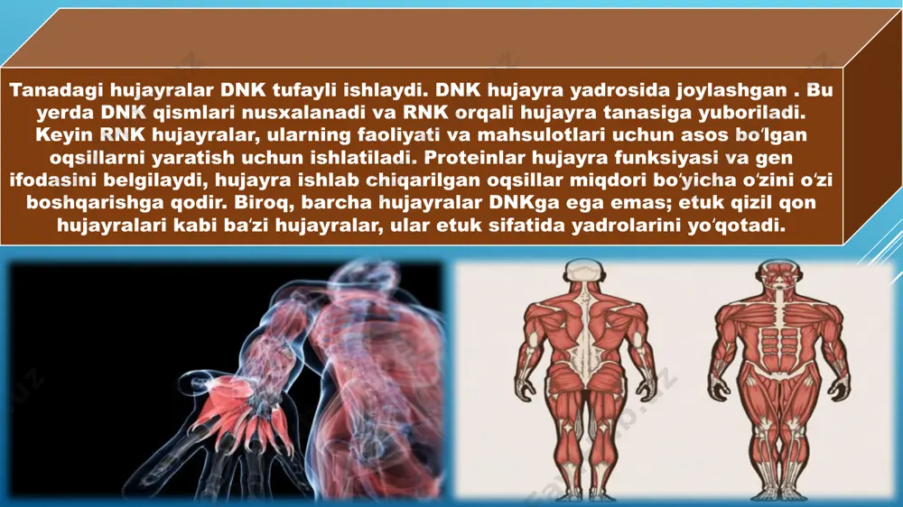 ksta vtoroy uroven tretiy uroven chetvertiy uroven pyatiy uroven obrazets teksta obrazets zagolovka vstavka risunka obrazets teksta obrazets zagolovka vstavka risunka obrazets teksta obrazets zagolovka obrazets teksta obrazets zagolovka obrazets teksta obrazets teksta “ ” obrazets zagolovka obrazets teksta obrazets zagolovka obrazets teksta obrazets teksta “ ” obrazets zagolovka obrazets teksta obrazets teksta obrazets zagolovka obrazets teksta vtoroy uroven tretiy uroven chetvertiy uroven pyatiy uroven obrazets zagolovka obrazets teksta vtoroy uroven tretiy uroven chetvertiy uroven pyatiy uroven obrazets zagolovka obrazets teksta vtoroy uroven tretiy uroven chetvertiy uroven pyatiy uroven mavzu: inson tanasi mavzu: inson tanasi guruh: tayyorladi: guruh: tayyorladi: inson tanasi - bu insonning tuzilishi. u birgalikda toʻqimalarni va keyinchalik organ tizimlarini yaratadigan juda koʻp turli xil hujayralardan iborat. ular gomeostazni va inson tanasining hayotiyligini taʻminlaydi. u bosh, boʻyin, magistral (koʻkrak va qorinni oʻz ichiga oladi), qoʻllar va qoʻllar, oyoqlar va oyoqlardan iborat. inson tanasini oʻrganish anatomiya, fiziologiya, gistologiya va …