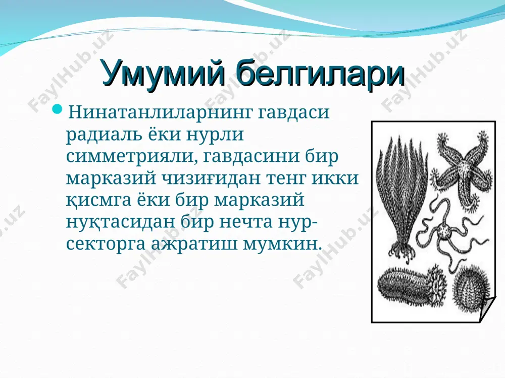 нинатанлилар (echinodermata) типи - Page 4