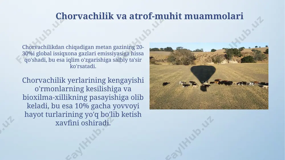 °s bo'lgan mintaqalarga to'g'ri keladi. suv resurslarining chorvachilikka ta'siri suvning sifati ham muhim: ifloslangan suv hayvonlarning kasallanishiga, unumdorligining pasayishiga va hatto o'limiga olib kelishi mumkin, bu esa chorvachilik sohasiga 15% gacha zarar yetkazishi mumkin. qurg'oqchilik va suv tanqisligi kabi omillar chorvachilikning intensiv rivojlanishiga to'sqinlik qilib, o'rtacha 25% gacha iqtisodiy zarar keltirishi mumkin, shu jumladan, hayvonlarning nobud bo'lishi va mahsulot yetishmasligi. goʻsht yetishtirishning geografik tarqalishi janubiy amerika, ayniqsa, braziliya va argentina kabi mamlakatlar, yirik chorva mollari yetishtirish boʻyicha muhim oʻrin tutadi, ularning eksporti jahon bozorlariga sezilarli taʼsir koʻrsatadi. osiyo mamlakatlari, xususan, xitoy va hindiston, goʻsht isteʼmoli boʻyicha dunyoda yetakchi oʻrinlarda turadi, ammo ularning ishlab chiqarishi aholining soni bilan mutanosib emas, importga bogʻliqlik yuqori. chorvachilikning iqlim sharoitlariga bogʻliqligi tropik iqlim sharoitida yuqori harorat va namlik tufayli parazit va kasalliklarning tarqalishi xavfi ortadi, bu esa chorvachilik mahsulotlarining miqdorini va sifatini pasaytiradi. chorvachilikning samaradorligi, ayniqsa sut va goʻsht yetishtirish, yillik oʻrtacha harorat 10-25°c boʻlgan, …