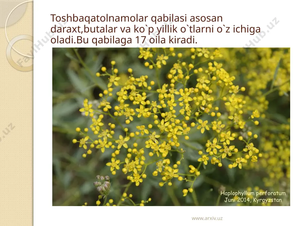 oqut ranggacha b/di. www.arxiv.uz mandarin-c reticulata.rutadoshlar oilasining turkumiga mansub,doim yasgil daraxt va butalardan iborat.daraxt balandligi 3 m ga boradi.mandarin may-iyun oylarida gullaydi,mevasi oktyabrda – noyabrda pishadi.mevasi yapolaq,yassi,dumaloq,pusti qalin,zarg`aldoq,urug`i mayda sharbati nordon shirin b/di. www.arxiv.uz xulosa qilib aytganda bu qabilaga sitrus mevalardan tashqari isiriqdoshlar,pistadoshlar,tuyatovondoshlar oilalari kiradi.ulardan xalq tabobatid foydalaniladi.jumladan isiriqning ancha foydali tomonlari ko`p. amur-ussuriya ulkasida,vladivostok rayonida ,yaponiyada barxat daraxti-phellodendron amuranse o`sadi va u rutalar oilasiga mansub. www.arxiv.uz e`tiboringiz uchun raxmat : ) www.arxiv.uz image2.jpg image3.jpg image4.jpg image5.jpeg image6.jpg image7.jpg image8.jpg image9.jpg image10.jpg image11.jpg image12.jpg