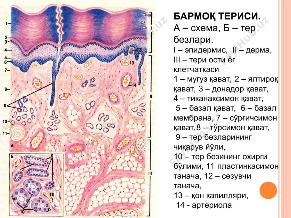 тери ва унинг хosilalari - Page 4