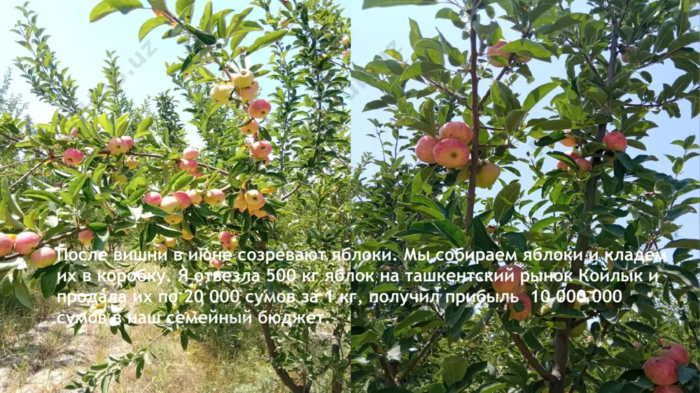 фруктовый бизнес - Page 4