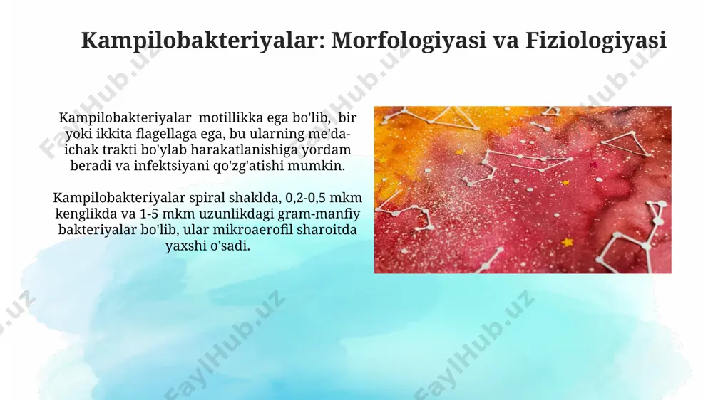 qlash imkonini beradi. gelikobakterioz: davolash helikobakteriozni davolashda antibiotiklar, masalan, amoksitsillin, klaritromitsin va metronidazol kombinatsiyasi 7 kun davomida qo‘llaniladi, bu samaradorlikni 80% ga yetkazishi mumkin. davolashdan keyin 6-8 haftadan keyin helikobakter pylori infektsiyasining yo'qolishini tekshirish uchun nafas tekshiruvi yoki biopsiya kabi diagnostika usullari qo'llaniladi. kampilobakterioz: davolash kampilobakteriozning davolashida antibiotiklar, masalan, azytromitsin yoki eritromitsin, 5-7 kun davomida buyuriladi, lekin davolash rejimini shifokor belgilaydi. kampilobakteriozning o'tkir davrida diyetani kuzatish muhim: o'tkir va yog'li ovqatlarni cheklash, kuniga kamida 2 litr suyuqlik iste'mol qilish tavsiya etiladi. gelikobakterioz: klinik ko'rinishlari gelikobakteriozning klinik ko'rinishlari orasida 50% dan ortiq bemorlarda dispeptik sindrom, ya'ni epigastralgiya, ko'ngil aynishi, qusish va diareya kuzatiladi. helikobakter infektsiyasining og'ir asoratlari, masalan, malt limfomalari yoki oshqozon saratoni xavfi, infeksiya davomiyligini va bemorning yoshi kabi omillarga bog'liq bo'lib, 1-5% hollarda kuzatiladi. e'tiboringiz uchun rahmat @taqdimot_robot image2.jpg image3.jpg image4.jpg image5.jpg image6.jpg image7.jpg image8.jpg image9.jpg image10.jpg image11.jpg image12.jpg image13.jpg image14.jpg image15.jpg image16.jpg image17.jpg image18.jpg image1.png