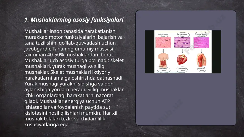 tolasida yuzlab, hatto minglab nerv oxirlari joylashgan bo'lishi mumkin, bu mushakning nozik va aniq boshqarilishini ta'minlaydi. elektromiografiya usuli orqali mushaklar faoliyati o'rganilishi mumkin. ... t.me/slaydai_bot 7. mushaklarning kuchlanishi va dam olishi mushaklarning kuchlanishi va dam olishi jarayoni mushak tolalarining qisqarishi va bo‘shashishi bilan bog‘liq. har bir mushak tolasi motor nevronlar orqali boshqariladi. mushak kuchlanishi atp (adenozin trifosfat) energiyasiga bog‘liq bo‘lib, bu jarayon xun (kramp) va charchoqqa olib kelishi mumkin. o'rtacha odam muskullari jami massaning taxminan 40% ni tashkil qiladi. mushaklar dam olganda, kaltsiy ionlari sarkoplazmatik retikulumda saqlanadi, bu bo‘shashishga yordam beradi. mushaklarning dam olishi uchun zarur vaqt shaxsiy va jarayonlarga bog‘liq bo‘lib, mushaklarning regeneratsiyasi uchun eng yaxshi tarzda muntazam dam berish lozim. ... t.me/slaydai_bot mushaklar inson tanasida 600 dan ortiq turi mavjud bo‘lgan to‘qimalar bo‘lib, ular harakat, barqarorlik va tana shaklini ta’minlaydi. mushaklar o‘sishi va rivojlanishi bolaning tug‘ilishidan boshlanadi va bu jarayon hayot davomida davom etadi. skelet mushaklari boshqa mushaklarga …