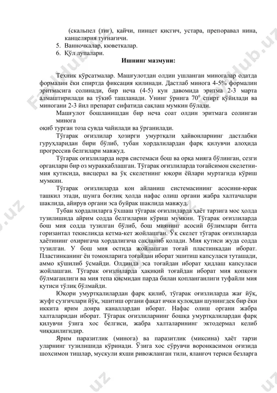 chiqaruv teshigining orqasida turadi. minoganing terisi yalong'och bo'lib terining epidermis qismida bir hujayrali bezlar bo'lib shuning uchun terisi shilimshiq bilan qoplangan agarda tirik minogani fiksatsiya qilinsa eritmada shilimshiq qoldiq hosil bo'ladi. teriining epidermis qismidan preparat tayyorlansa bunda nozik biriktiruvchi to'qimali qavatni ko'rish mumkin. gavda muskulaturasi sigmentlarga bo'lingan bo'lib hattoki teri orqali ham ko'rinadi. minoganing ko'ndalang kesimida qorin va yurak oldi bo'shlig'ida organlarning joylashishini kuzatish. yorish: yorish quyidagi tartibda olib boriladi. bunda minogani maxsus vannaga preporaval ignalar yordamida qorin qismini pastga qilib joylashtiriladi. o'tkir ustara yordamida minoga tanasini teng ikki bo'lakka ajratiladi bunda burun teshigidan to'g'ri chiziq orqali anal teshigigacha kesiladi to'lig'icha tanasi o'ng va chap qismiga ajralgandan keyin minoganing ikkita ko'ndalang kesigi hosil bo'ladi (11-rasm). 12-rasm. urg'ochi daryo minogasining ko'ndalang kesimi. 1-shoxsimon tishlari; 2-og'iz teshigi; 3-halqa tog'ay; 4-og'iz bo'shlig'i; 5-burun teshigi; 6-hidlov kapsulasi; 7-bosh miyasi; 8-xorda; 9-qizilo'ngach; 10-nafas nayi; 11-qorin aortasi; 12-til muskuli; 13-elkan; 14-pastki bo'yinturuq vena; 15-yurak qorinchasi; 16-yurak …