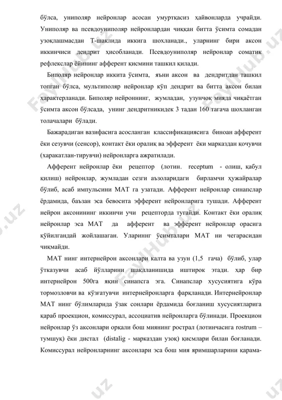 ) бўлиб, улар ўтказувчи асаб йўлларини шаклланишида иштирок этади. ҳар бир интернейрон 500га яқин синапсга эга. синапслар хусусиятига кўра тормозловчи ва кўзғатувчи интернейронларга фарқланади. интернейронлар мат нинг бўлимларида ўзак сонлари ёрдамида боғланиш хусусиятларига қараб проекцион, комиссурал, ассоциатив нейронларга бўлинади. проекцион нейронлар ўз аксонлари орқали бош миянинг рострал (лотинчасига rostrum – тумшуқ) ёки дистал (distalig - марказдан узоқ) қисмлари билан боғланади. комиссурал нейронларнинг аксонлари эса бош мия яримшарларини қарама-қарши томонига йўналган бўлади. ассоциатив аксонлар ўз атрофидаги зоналарда синапслар ҳосил қилади. эфферент нейроннинг аксон учлари, жумладан мотонейрон мат дан чиқиб, тана мушакларида тугайди. баъзи бир эфферент нейронлар импульсларни бевосита ёки бошқа нейронлар орқали периферияга ўтказади. уларга бош мия ярим шарлар пўстлоғининг ҳаракатлантириш - мотор зонасидаги пирамида нейронларини ўрта мия қизил ядроси, ретикуляр формация нейронлари орқали асаб импульсларини ўтказишини мисол қилиб кўрсатиш мумкин. улар ўз импульсларини орқа миянинг олдинги шохидаги мотор ҳужайраларга узатади. вегетатив асаб тизимининг (ват) эфферент нейронлари периферик вегетатив тугунларда жойлашган.улар …
