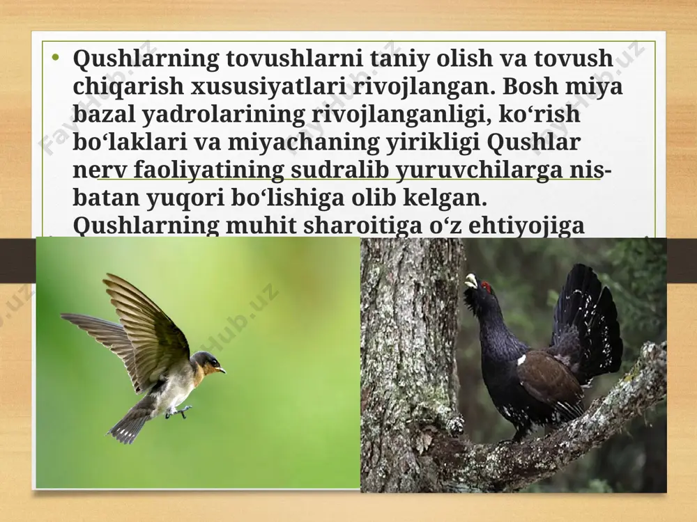 qushlar migratsiyasi - Page 5