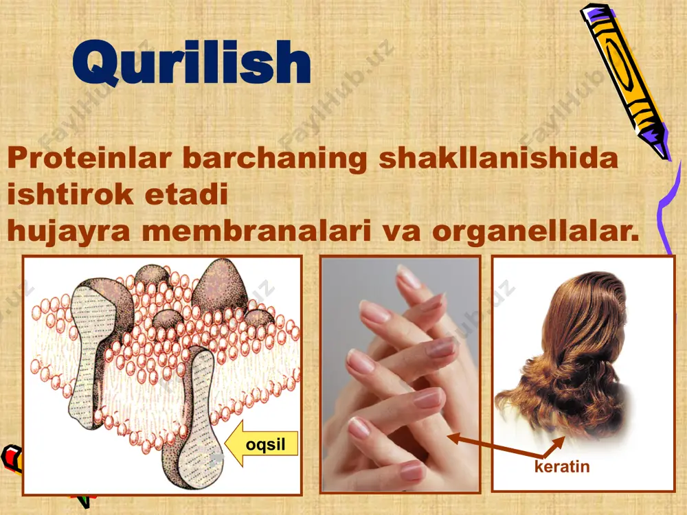 or) proteinlar o'zgaruvchan atrof-muhit sharoitlariga javob berishga qodir. ta'minlash tananing mulki ajjonchilik energiya 1 g protein - 17,6 kj uglevodlar yoki yog'lar etishmasligi bilan aminokislotalar molekulalari oksidlanadi. proteinning yakuniy mahsulotlarga to'liq parchalanishi bilan chiqarilgan energiya: ammo energiya manbai sifatida oqsillar juda kam ishlatiladi. !!! proteinlarning funktsiyalarini aniqlang: tendon kollagen tuxum albumini insulin soch keratin qon trombini retinal rodopsin qon albumini interferon enzimatik reaktsiyalar fermentlar - lotincha fermentum - xamirturush fermentlar - fermentlar fermentlar - oqsilga xos katalizatorlar fermentlar metabolizmni rag'batlantiradi substrat - bu bog'lovchi moddadir amalga oshirish uchun ferment reaktsiyalar ferment tuzilishi 1 - substrat markazi 2 - faol markaz 3 - tartibga solish markazi (allosterik) fermentlarning ta'sir qilish mexanizmi e s e-s e-p e p e – ferment e- s – ferment-substrat kompleksi s – substrat e- p – ferment-mahsulot kompleksi p - reaksiya mahsulotlari enzimatik reaksiyalar tezligining bog'liqligi inhibitorlar va aktivatorlarning fermentga ta'siri hujayra hayotida oqsillarning roli juda …