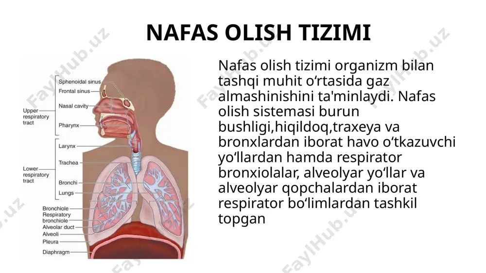 nafas olish sistemasi - Page 3