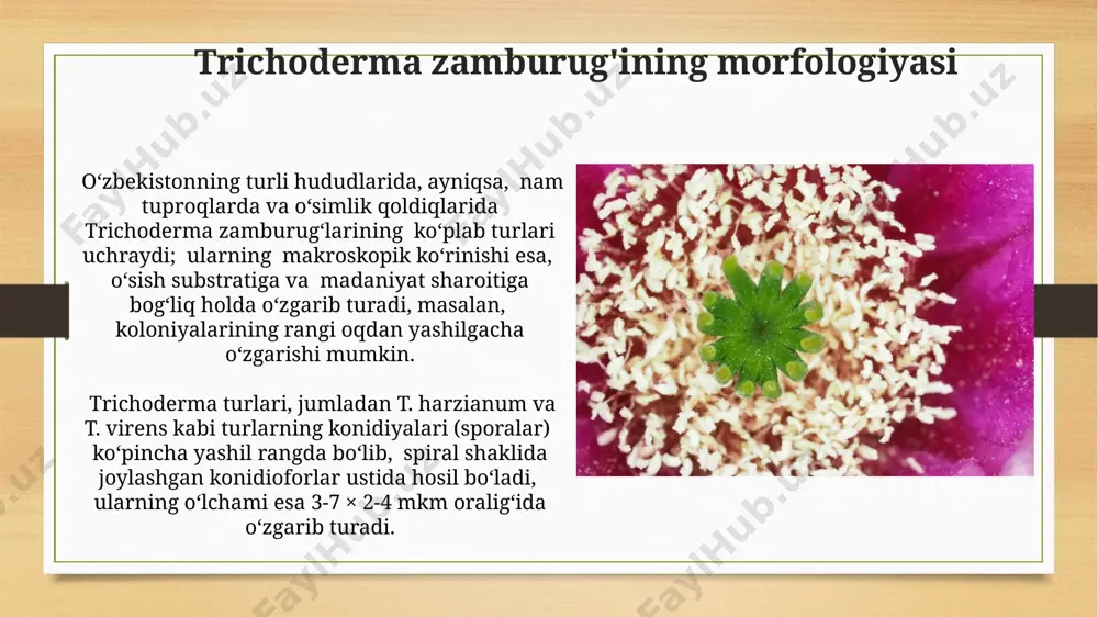 ko‘rsatadi. trichoderma reesei shtammidan olingan sellulazalarni kodlovchi genlarning klonlanishi va ekspressioni bo‘yicha ko‘plab tadqiqotlar o‘tkazilib, ularning samaradorligi 30% gacha oshirilgan, xitoy olimlari tomonidan. e'tiboringiz uchun rahmat @taqdimot_robot image7.jpg image8.jpg image9.jpg image10.jpg image11.jpg image12.jpg image13.jpg image14.jpg image3.png image4.png