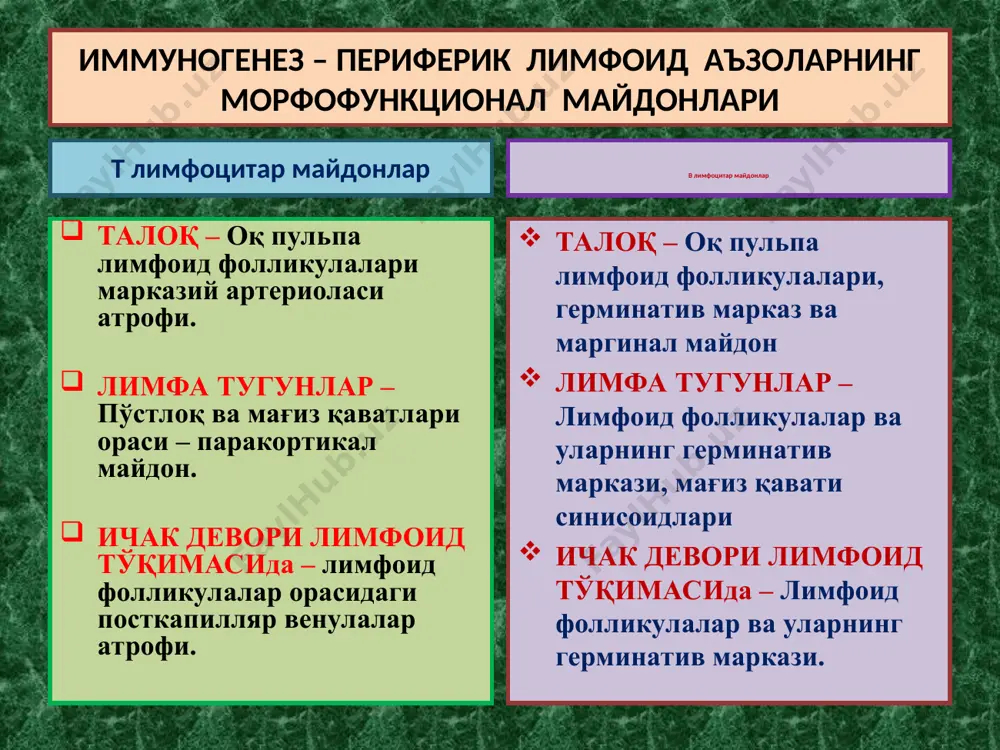 морфофункционал ҳолатининг ирсий, туғма ва туртушда орттирилган етишмасликларидир. ўта сезувчанлик реакциялари - аллергия реагин аллерген ige c5 fc семиз ҳужайра ige fab аллергеннинг 1-марта тушганида аллергеннинг 2-марта тушганида гистамин серотонин ўткир иммун яллиғланиш томирларнинг кенгайиши, деворида альтератив ўзгаришлар, ўтказувчанлигининг ошиши, шиш, қон қуйилишлар ва серозли-геморрагик экссудат пайдо бўлиши. тошмалар тошиши. ўта сезувчанлик реакциянинг i - механизми ўта сезувчанлик реакциялари - аллергия fc нишон ҳужайра антиген ўткир иммун яллиғланиш томирларнинг кенгайиши, деворида альтератив ўзгаришлар, ўтказувчанлигининг ошиши, шиш, қон қуйилишлар ва серозли-геморрагик экссудат пайдо бўлиши. тошмалар тошиши. ўта сезувчанлик реакциянинг i i - механизми k - ҳужайра nk - ҳужайра igg антителали цитозахарлаш комплементли цитозахарлаш т - киллер макрофаг fc иммун бирикма – аутоиммун бирикма ўта сезувчанлик реакциянинг iii - механизми + + томир девори, бириктирувчи тўқима hla тизими ≥ 2000 ўткир иммун яллиғ-ш система ауто-иммун касал-ликлар ўта сезувчанлик реакциялари - аллергия ўта сезувчанлик реакциянинг iv - механизми кўчириб ўтказилган буйрак т-киллер …