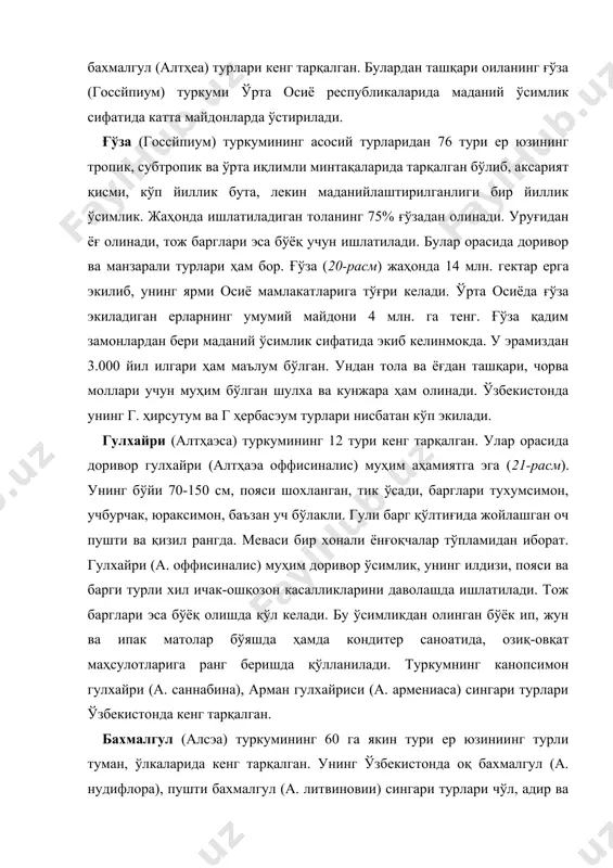 турлари ўзбекистонда кенг тарқалган. бахмалгул (алcэа) туркумининг 60 га якин тури ер юзиниинг турли туман, ўлкаларида кенг тарқалган. унинг ўзбекистонда оқ бахмалгул (а. нудифлора), пушти бахмалгул (а. литвиновии) сингари турлари чўл, адир ва тоғ ёнбағирларида экинлар орасида ўсади. озиқ-овқат саноатида ишлатиладиган муҳим бўёқбоп ўсимлик ҳисобланади. тугмачагул (малва) туркумининг 125 тури маълум. ўзбекистонда унинг бефарқ тугмачагул (м. неглеcта), мовритон тугмачагули (м. мауритана), ўрмон тугмачагули (м. силвестрис), бухоро тугмачагули (м. бучариcа) сингари турлари суғориладиган баҳорикор ерларда, экинзорларда, боғларда тарқалган. бу туркумларнинг вакиллари ҳам бўёқбоп ўсимликлардан бўлиб, улардан олинган ранг ғўза ипак ва жундан тайёрланган матоларни бўяш ҳамда озиқ-овқат маҳсулотларига ранг беришда ишлатилади. баобабдошлар оиласи — бомбаcаcэаэ оиланинг 140 тури ер юзининг тропик ўлкалари, африка ва американинг серёмғир тропик ўрмонларида кенг тарқалган. гул тузилишига кўра, гулхайридошлар оиласига яқин. лекин гултож барглари туклар билан қопланган, чангчилари силлиқ, каулифлария (тўғридан-тўғри танасидан гул ва мева хосил қилиш) хусусиятига эга. меваси — кўсакча. баобаб дарахтининг (маймун дарахти …