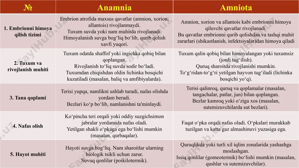 muskul qavatlari joylashgan. 9 ovqat hazm qilish va nafas olish sistemalari og'iz teshigining qorin tomonida xartumining asosida bo'ladi. halqumi yoqachada joylashgan. halqumining ustida uning oldingi qismidan xartumning ichiga tomon ketgan notoxord joylashgan. notoxord ichak devoridan hosil bo'lgan o'simta bo'lib, uning nayi juda tor, devori yirik vakuolali hujayralardan iborat. notoxord xordalilarning xordasi singari ichak ustida joylashgan. notoxord ham embrional rivojlanish davrida embrion ichagining endoderma hujayralaridan hosil bo'ladi. u xartum asosini mustahkamlab turadi. halqumi qizilo'ngach bilan tutashgan. qizilo'ngachning yon devorlarida ikki qator jabra yoriq lari joylashgan. jabra yoriqlari orasidagi to'siqlar qon tomirlari bilan ta'minlangan. qon tomirlariga jahra yoriqlari orqali oqadigan suvdan kislorod diffuziya yo'li bilan o'tadi. o'rta ichagi oldingi qismining yon tomonlarida juda ko'p yon xaltachalari jigar funksiyasini bajaradi. o'rta ichakning nayga o'xshash ikkinchi qiseni orqa ichakka o'tadi. orqa ichagi anal teshigiga ochiladi. tana bo'shlig'i-selom sartumida tor nayga o'xshash saqlanib qol gan bo'lib, yoqacha va gavdasida bir jufi (chap va o'ng) valtachalarni …