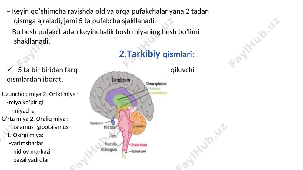 mon ̶ yulduzsimon ̶ tormoz 3. piramidal qavat · qo’shni qavat hujayralariga nisbatan hujayralari kam · asosan o’rta o’lchamdagi piramidal, kam miqdordagi 4. ichki donador qavat · asosan kichik o’lchamdagi yulduzsimon neyronlar · gorizontal yo’nalgan mielinli nerv tolalari ham ko’p , bular poi’stloq ichi aloqalarini ta’minlaydi 5. yirik piramidal qavat · yirik piramidal hujayralar ustun turadi · bularni gigant piramidalar yoki bets hujayralari deyiladi · kam miqdordagi tormoz neyronlar bor · bets hujayralari aksonlari poramidal yo’llarni hosil qiladi, bu yo’llar orqa miya motoneyronlariga davom etadi · shuning uchun bu qavatda vertikal yo’nalgan nerv tolalari joylashadi 6. polimorf hujayralar qavati • oq moddaga davom etadi • hujayralari: kichik piramidal, tormoz • qavat orqali piramidal hujayralarning vertical tolalardan iborat umumiy tushucha a) neyronlarning qavatlarda tarqalishi · piramidal – 4 qavat (1 va 4 dan boshqa qavatlarda) · tormoz – 5 qavat · yulduzsimon (qo’zg’aluvchan) – 2 qavat (2 va 4 da bor) …