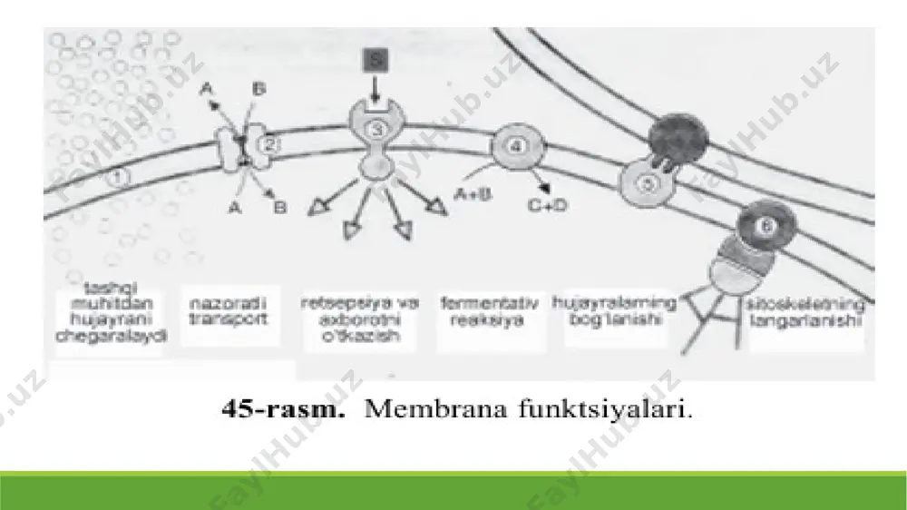 hujayra sirtining harakatchanligi ham uning tarkibidagi glikoproteinlar xususiyati bilan bog‘liq. membranalardagi lipid qo‘shqavat -fosfolipidlar bilan glikolipidlar molekulalarining xarakterli xususiyati ularning amfifilligidir. molekulasining gidrofob uchini yog‘ kislotalari va sfingozinning uglevodorodli radikallari tashkil etadi: bu molekula uchi uzunligining 3\4 qismini tashkil etadi. -glikolipidlar molekulasi gidrofil uchi uglevod qismidan, fosfolipidlarning gidrofil uchi xolin, etanolamin yoki serinni biriktirib olgan fosfat qoldig‘idan hosil bo‘ladi. -tuzilishi va fizik-kimyoviy xususiyatining mana shu xossasi fosfolipidlar bilan glikolipidlarning biologik membranalar tuzilishidagi o‘rnini belgilab beradi; membraning asosiy qismini lipid qo‘sh- qavati tashkil etadi. biomembranalar tuzilishini tasvirlovchi bir necha xil modellar tavsiya etilgan: birinchi model daniyel va davson (1931) taklif etgan «buterbrod» modelidir; unga ko‘ra membrana lipid qo‘shqavatidan tarkib topgan bo‘lib, lipidlar gidrofob qismi membrana o‘rtasida, oqsil qismlari esa lipid qavatning har ikki tomoniga joylashgan. ikkinchi model bo‘yicha lipidlarning gidrofob dum qismi va oqsillar gilam iplari kabi bir-biri bilan chirmashib ketgan va ularning turg‘unligi elektrostatik kuch hisobiga emas, balki gidrofob bog‘lar …