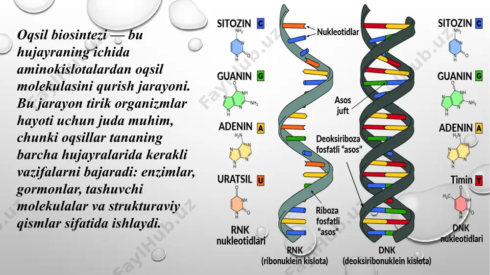 yralaridagi oqsil biosintezini ingibitsiya qiladi. ular turli bosqichlarda ta’sir ko‘rsatadi: • streptomitsin: streptomitsin ribosomaning kichik subbirligiga birikib, initsiasiya bosqichini ingibitsiya qiladi. bu bakteriyalarda oqsil sintezining boshlanishini to‘xtatadi. • tetratsiklin: tetratsiklin ribosomaning a-sayti bilan birikib, trnkning ribosomaga bog‘lanishini to‘xtatadi, ya’ni elongatsiya jarayonini ingibitsiya qiladi. 2. ribosoma ingibitorlari: • puromitsin: puromitsin ribosomadagi peptidiltransferaza aktivligini bloklaydi. bu, peptid bog‘larining hosil bo‘lishini to‘xtatadi va oqsil sintezini ingibitsiya qiladi. • rifampisin: rifampisin bakterial rnk polimerazasini bloklab, mrnkning transkripsiyasini ingibitsiya qiladi, shuning uchun oqsil sintezi amalga oshmaydi. 3. kimyoviy moddalar va zaharlar: ba’zi kimyoviy moddalar ham oqsil biosintezini ingibitsiya qiladi: • dipteriya toksini: bu toksin eukaryotik hujayralarda elongatsiya jarayonini ingibitsiya qiladi. toksin ribosomadagi elongatsiya faktorini inaktivatsiya qiladi. • ribotoksinlar: ribotoksinlar ribosomaning faoliyatini buzib, oqsil biosintezini to‘xtatadi. ular ribosomaning 28s rrnk qismini modifikatsiya qiladi. 1. ingibitorlarni o‘zgartirish yoki modifikatsiya qilish • asetilatsiya yoki fosforillash: bakteriyalar ba’zan antibiotiklarni modifikatsiya qiluvchi fermentlarni ishlab chiqaradi. masalan, aminoglikozid antibiotiklari bakteriyalar tomonidan …