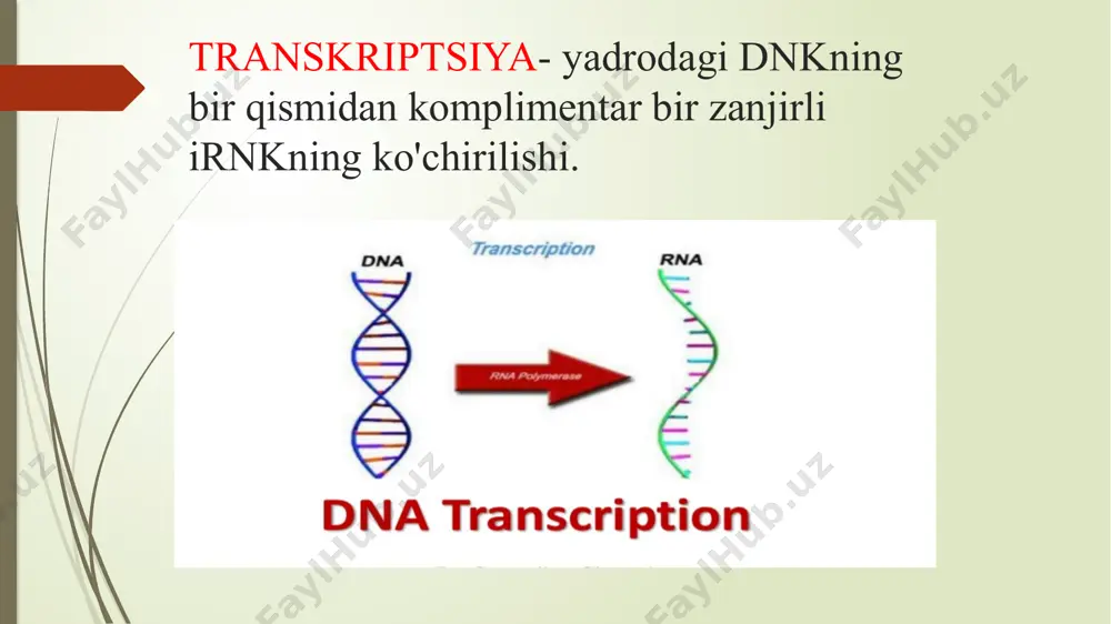 . 31 irsiy ma'lumotlarning tarjimasi ribosomalarda sodir bo'ladi ribosoma - to'rtta rnk molekulalari va 80 dan ortiq oqsillardan iborat katta kompleks kichik bo'linma trnk va mrnkning kodonlari o'rtasidagi muvofiqlikni o'rnatadi katta subunit aminokislotalar o'rtasida peptid aloqalarining shakllanishini katalizlaydi, ularni polipeptid zanjiriga bog'laydi. har bir ribosomada mrna bog'laydigan joy va uchta trnk bog'laydigan joy mavjud trna ulash joylari a-, p- va e-saytlar sifatida belgilanadi har bir tarjima bosqichi tsiklni tashkil etuvchi 4 bosqichdan iborat eukaryotlarda metioninni olib yuruvchi qo'zg'atuvchi dnk va qo'shimcha oqsillar deb ataladigan tarjima qo'zg'atuvchi omillar ribosomaning kichik bo'linmasiga bog'lanadi. protein sintezining oxirgi bosqichida, a ribosomasida joylashgan to'xtatish kodoniga tarjimani bekor qilish omili ta'sir qiladi. poliribosoma orqali oqsilning translyatsiyasi mrnkning nukleotidlar ketma-ketligini genetik kod yordamida oqsilning aminokislotalar ketma-ketligiga o'tkazish mumkin. e’tiboringiz uchun rahmat 41 image1.jpeg image2.jpeg image3.jpeg image4.png image5.png image6.jpg image7.jpg image8.jpg image9.jpeg image10.jpeg image11.png image12.jpg image13.jpg image14.jpg image15.gif image16.png image17.png image18.jpg image19.png image20.emf image21.png image22.jpg image23.jpeg image24.jpeg image25.gif …