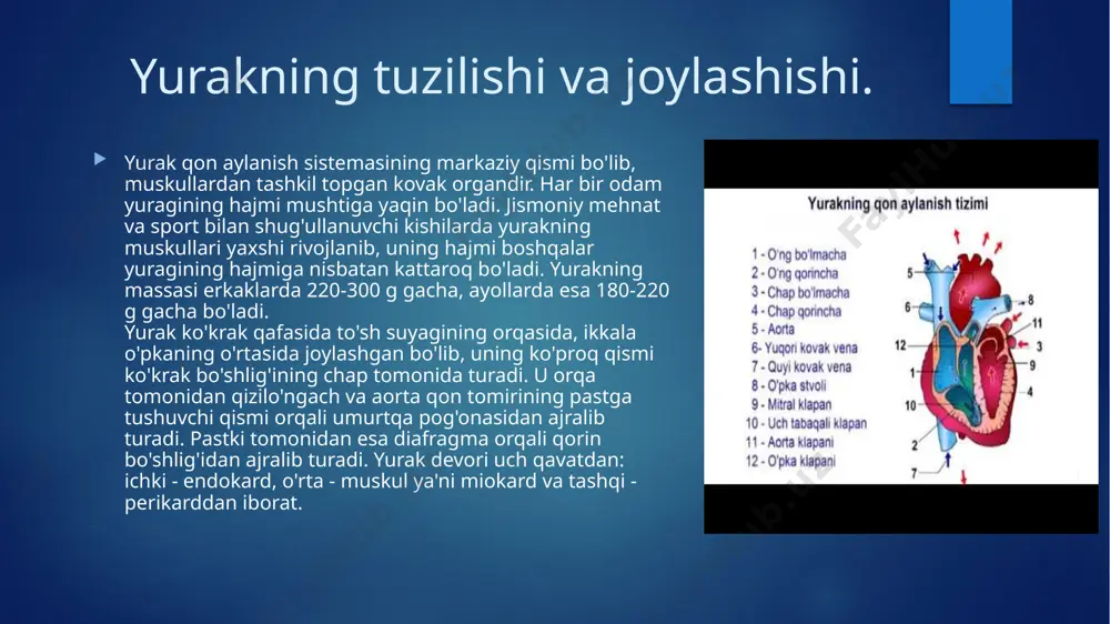 arda bosimning pasayishiga, qon tomirlari devorining qarshilik kuchi ortishiga sabab bo'ladi, qonning oqish tezligini sekinlashtiradi, ya'ni arteriya qon tomirlari sistemasining eng tor qismi aorta hisoblanadi. aorta odam tanasidagi tomirlarning eng yirigi bo'lsa ham, undan tarmoqlangan arteriya tomirlari kengligining umumiy yig'indisi aorta kengligidan bir necha marta ko'pdir. tanadagi barcha 150 mlrd. kapillyar aortaning quyi qismi tarmoqlanishidan hosil bo'ladi va ularning umumiy kengligi aortaning kengligidan 600-800 marta ko'pdir. tomir urishi (puls) qon tomirlari devorining ritmik ravishda to'lqinlanib turishi tomir urishi, ya'ni puls deb ataladi. arteriya qon tomirlari devorining to'lqinlanishi arterial puls, vena qon tomirlari devorining to'lqinlanishi vena pulsi deb ataladi. arterial puls - bu yurakning chap qorinchasi qisqarganda undagi qonning aortaga va undan esa arteriya tomirlariga yuqori bosim ostida chiqarilishi natijasida ular devorining tebranishidan hasil bo'ladi. yurak minutiga necha marta qisqarsa, arterial pulsining soni ham shuncha bo'ladi. tinch holatda katta odam pulsining soni bir minutda 70-72 marta bo'lad' bolalarda yurakning qisqarishiva pulsning …