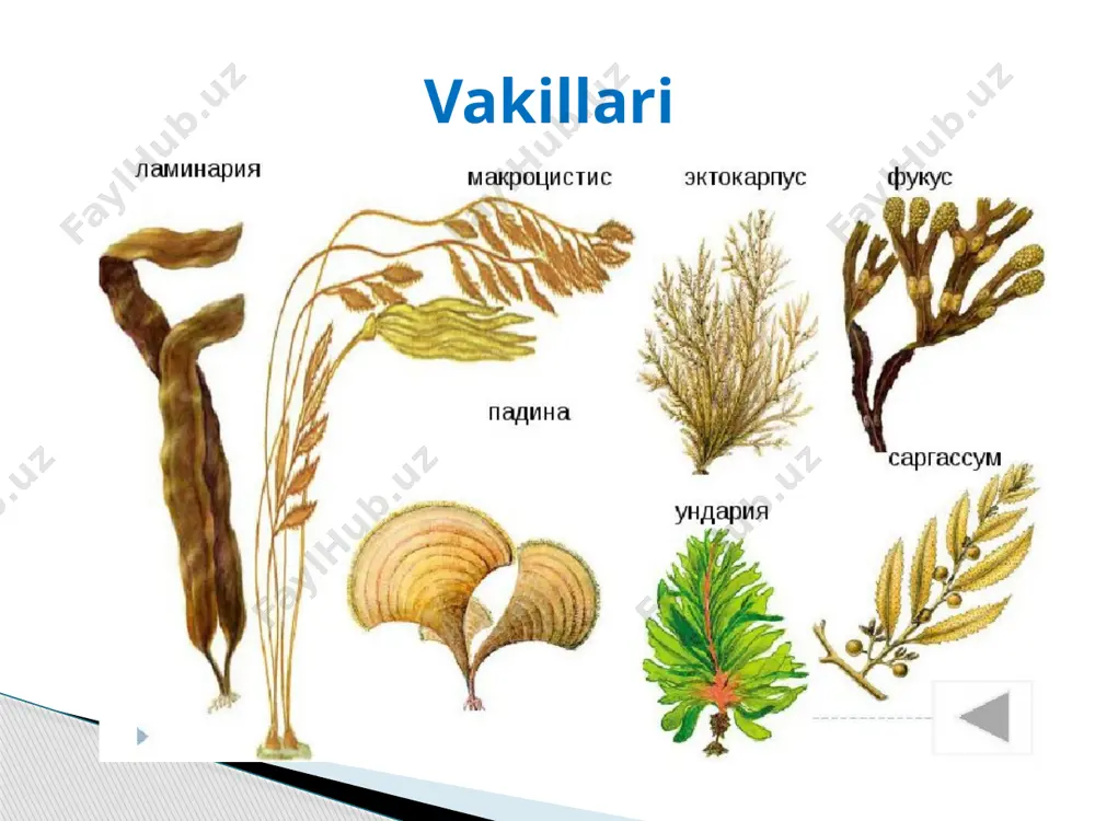 suv o’tlari biotexnologiyasi - Page 4
