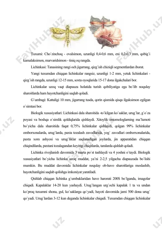 o`sak yoki urug` ichida yupqa o`rgimchak to`risimon pillaga o`ralib oladi. adabiyotlarda ushbu hasharot paxtaning 20-80% gacha hosilini yo`qotishi to`g`risida ma’lumotlar keltirilgan. lichinkalar pilla o`rash davomida, kelajakda kapalak uchib chiqishi uchun ko`sak yoki urug`larda yumaloq teshikcha hosil qiladi. paxta kuyasi yegipet davlatida 5-6, xitoyda va yunnan provinsiyasining janubida 4-5 ta nasl beradi. ushbu hasharot urug`lar, ko`sak, kanop, bamiya, paxta xom ashyosi, paxta va kanop tolasi, transport vositalari, taralar, paxta va kanop chiqindilari, zararlangan maydondan olingan tuproq, paxta va kanopdan qilingan materiallar, gazlamalar orqali tez tarqaladi. karantin kurash chora-tadbirlari: karantin ostidagi materiallarni sifatli tekshiruv va ekspertizadan o`tkaziladi. o`zbekiston respublikasi hududiga paxta kuyasi tarqalgan davlatlardan urug`lik chigit, kanop, paxta xom ashyosi va boshqalarni kiritishga zarur hollarda faqat o`zbekiston respublikasi o`simliklar karantini bosh davlat inspeksiyasining ruxsati bilan amalga oshiriladi. ilmiy tadqiqot maqsadlari uchun kam miqdorda urug`lik chigit, kanop urug`i va boshqa ra’noguldoshlar oilasiga kiruvchi o`simliklarni hamda ularni urug`larini kiritish rentgenografiya qilinib, brom-metil bilan zararsizlantirilib, …
