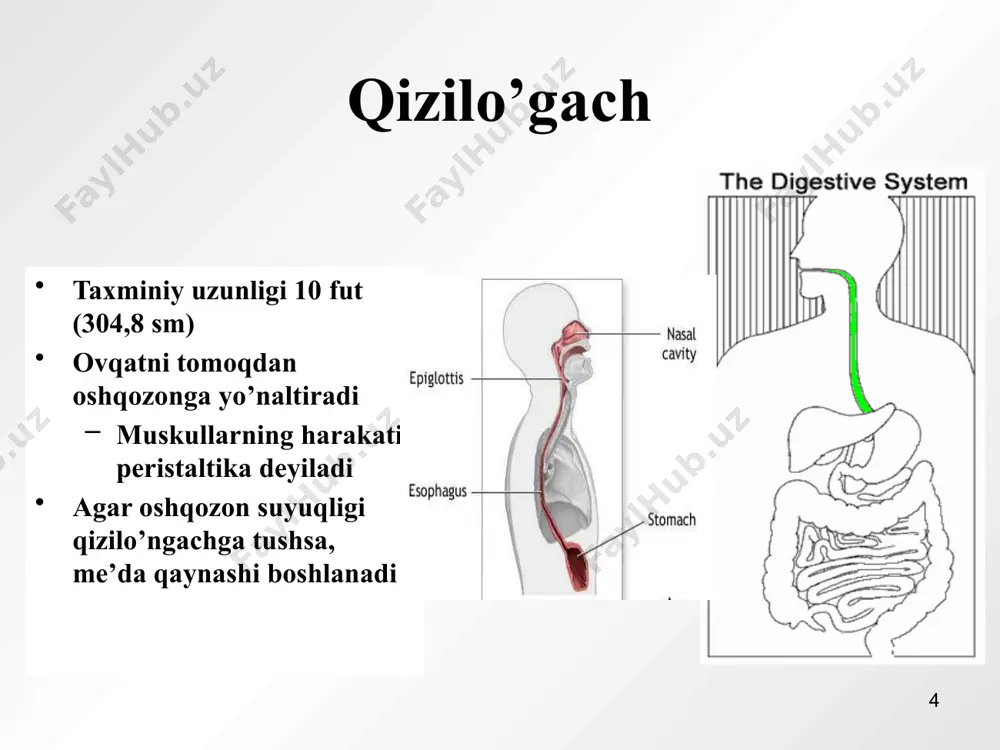 odam hazm qilish tizimi - Page 4
