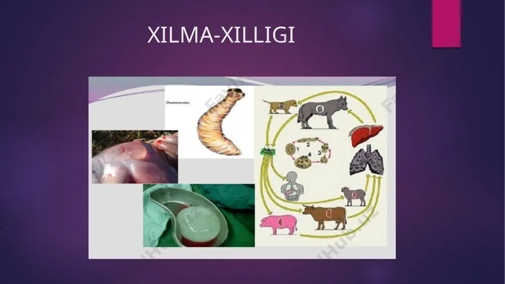 va ular asta-sekin yо‘qolib ketadi. faqat kо‘p shoxchali bachadon saqlanib qoladi. bular yetilgan bо‘g‘inlardir. cho’chqa solityori uning uzunligi 1,5–3 m, ba‟zan esa 5 m gacha borib, boshcha, ya‟ni skoleks, bo„yin va 900 tagacha bo„g„imlari bor. boshchasida 4 ta so„rg„ichi va xartumida ikki qator har xil katta-kichiklikdagi xitinli ilmoqchalari (22–32 tadan) joylashgan. mana shu ilmoqchalarining borligi tufayli cho„chqa tasmasimoni qurollangan tasmasimon deb ham ataladi. cho„chqa tasmasimoni proglottidalarining har birida yuzlab urug„donlar va uch bo„lakli bitta tuxumdon bo„ladi. bu chuvalchangning bachadoni qoramol tasmasimoni bachadonidan farq qilib, 7–12 tagacha yon shoxchalar chiqaradi va doimo tuxumlar bilan to„lib turadi. eng oxirgi yetilgan proglottidalarning uzunligi 10–12 mm va eni 5 mm atrofida bo„ladi. bundan tashqari, cho„chqa tasmasimonining yetilgan bo„g„imlari strobiladan birdaniga 5–7 talab uzilib, xo„jayini axlati bilan tashqariga chiqadi va bu bo„g„imlar harakatsiz bo„ladi. cho„chqa tasmasimoni lichinkasi ham xuddi qoramol tasmasimoni lichinkasi kabi sistitserk deyiladi. bu lichinka har xil to„qima va organlarda maxsus po„stlarga o„ralib …