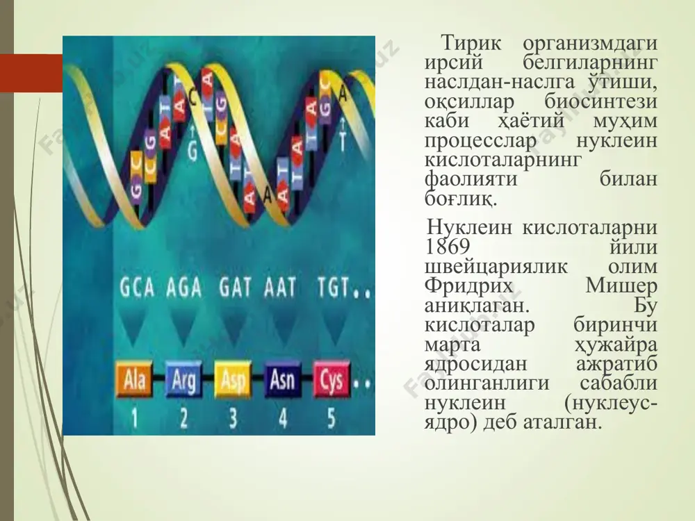 нуклеин кислоталарнинг молекуляр оғирлигига қараб, таркибидаги нуклеотидлар сони ҳар хил бўлади. агар нуклеотиднинг ўртача молекуляр массаси 330 га тенг бўлса, йирик молекулали днкнинг поликонденсация коэффиценти бир неча ўн мингга тенг бўлади. юқори молекулали рнкнинг поликонденсация коэффиценти ҳам бир неча мингга тенг. * вирус ва бактериялардан ташқари, барча тирик организмлардаги днк ҳужайра ядросида жойлашган. ҳужайра органоидларида – хлоропласт ва митохондрийларда ҳам озроқ днк бўлиши кейинги йилларда аниқланди. хлоропластлардаги днк физик хоссаларига ва нуклеотидли таркибига кўра ядродаги днк физик хоссаларига ва нуклеотидли таркибига кўра ядродаги днкдан фарқ қилади. * днкнинг молекуляр массаси жуда катта бўлиб, бир неча ўн миллиондан юз миллионгача етади. днк тирик организмларда ирсий белгиларни сақлаш ва наслдан-наслга ўтказиши исботланган. днкнинг нуклеотидли таркиби, яъни унинг бирламчи структураси ҳар хил манбалардан ажратиб олинган днкда яхши ўрганилган. днк молекуласида азот асосларидан аденин, гуанин, цитозин, тимин, углевод компонент-ларидан дезоксирибоза ва фосфат кислота бўлади. * днк таркибидаги нуклеотидларнинг ўзаро муносабати маълум қонуниятларга бўйсунади. бу …