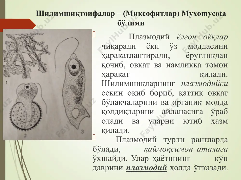 оралар конидия ёки конидияспора дейилади. жинсий кўпайиш: замбуруғларнинг жинсий кўпайиш усули ҳам жуда хилма - хил. баъзилари изогамия, бошқалари оогамия типда жинсий кўпаяди. зигогамия йўли билан кўпайиш ҳам кузатилади, бунда, одатда гифаларнинг учида жойлашган 2 та вегетатив ҳужайранинг протопласти қўшилиб, зигота ҳосил қилади. тубан замбуруғларда уруғланган ҳужайра - зигота спорага айланади, қалин пўстга ўралади ва бир қанча вақт тиним давридан кейин, ўсиб янги индивидга айланади. жинсий кўпайиш: юксак замбуруғларда зигота бевосита спорага айланмайди, у олдин ўсиб, ривожланишининг оҳиридагина янги спора ҳосил қилади. бу споралар турли йўл билан, баъзиларида алоҳида халтачалар ичида, бошқа турларида эса тана сиртида пайдо бўлади. замбуруғ хивчинларининг жойлашиши ва тузилишига, ҳужайра қобиғининг таркиби, талломининг тузилиши ва кўпайиши кўра, 7 та синфга бўлинади: замбуруғлар (myxomycota) бўлими классификацияси 1. хитридиясимонлар-chytridiomycetes 2. гифохитридиясимонлар- hyphochytridiomycetes 3. оомицетсимонлар-oomycetes 4. зигомицетсимонлар-zygomycetes 5. аскомицетсимонлар-ascomycetes 6. базидиясимонлар-basidiomycetes 7. деутеромицетсимонлар-deuteromycetes 1-синф. хитридиясимонлар - chytridiomycetes хитридиясимонлар (chytridiomycetes) нинг мицелийси вегетатив танаси пўстсиз, ҳужайра девори йўқ. жинссиз кўпайиши …