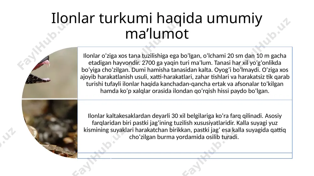 ‘ladi. odatda u bir oy va hatto bir yarim oy davolanib yotadi. ko‘lvor ilon ancha yirik bo‘ladi, yo‘g‘onligi odamning bilagidek keladi. tanasining uzunligi 160 sm cha, dumi esa 20 sm dan ortiq emas. eng og‘ir ko‘lvor ilonning massasi 3 kg cha keladi. usti och yoki to‘q kul rang, sarg‘ish yoki jigarrang tusli. naqshi xilma-xil cho‘qqi-qirrasi bo‘ylab yirikroq va gavdasining yon tomonlarida esa maydaroq dog‘lari bo‘ladi. qorni och rangli bo‘lib, ayrimlarida mayda nuqtalari bo‘ladi.o‘zbekistonda turkiston tog‘ oldilarida (xovos), nurota, zarafshon tizma tog‘lari, ko‘hitang va hisor tizma tog‘lari etaklarida uchraydi. bu ilon kobraga nisbatan ancha ko‘p tarqalgan. zarafshon tizma tog‘i va nurota tog‘larining ba’zi joylarida bahorda kuniga beshtagacha, ba’zan esa undan ko‘p ko‘lvor ilonni uchratish mumkin. ko‘lvor ilon tog‘larda, tog‘ oldilarida va tog‘larning atroflaridagi vodiylarda yashaydi. qishloqlarda va tog‘ etaklaridagi bog‘larda, buloqlarning bo‘yida, tog‘lardagi tosh uyumlari orasida ko‘p uchraydi. qiyaliklarning yoriqlari, toshlar orasidagi bo‘sh joylar, kemiruvchilarning, tulki va qushlarning sog‘ tuproqli jarliklardagi …