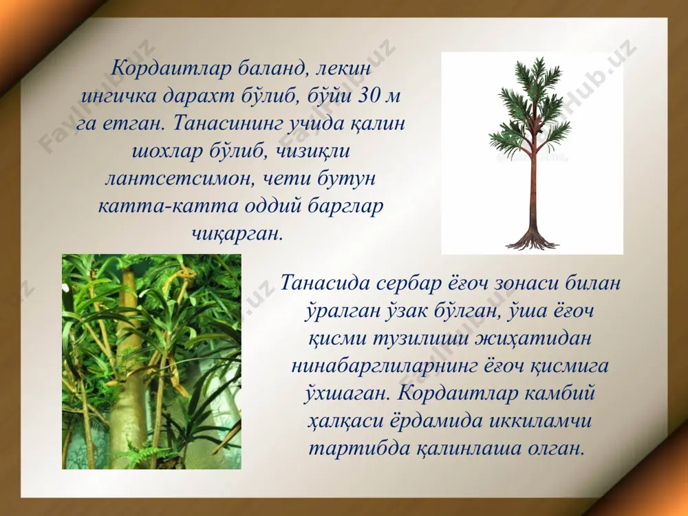 далардан иборат, улардан биттаси ёки иккитасида этдор парда билан ўралган битта уруғкуртак бўлади. подоcарпус авлодининг турлари австралияда, янги зеландияда ва тропик осиёнинг тоғларида қалин ўрмонлар хосил қилади. араукариялар оиласи — аратиcариаcэаэ мева берувчи тангачада тешиги пастга қараган битта уруғкуртаги бор. янги зеландия, филиппин ва малайя оролларида учрайдиган агатҳис (даммара) авлодидан дамара лаки (копал) олинади. арауcариа жанубий америкада катта-катта ўрмонлар ҳосил қилади. қарағайлар оиласи — пинаcэаэ бу оиланинг характерли вакили пинус — қарағай авлодидир, юқорида таърифланган р. силвестрис шу авлодга киради. бу — бизда жуда ҳам кенг тарқалган оиладир. нинабарглиларнинг ҳаммаси амалий жиҳатдан жуда муҳим ҳисобланади, чунки улар аъло даражали қурилиш материаллари ва улардан бир қанча қимматли маҳсулотлар: смола, қорамой, терпентин, канифол, ёғ олинади ва ҳоказо. таксодиумлар оиласи — таходиаcэаэ мева берувчи тангачалари 2-9 та уруғкуртак чиқаради ва спиральсимон жойлашади. бу оиланинг энг машҳур вакили шимолий америкадаги мамонт дарахтидир (веллингтония — сеқуоиа гигантеа). бу дарахт ер юзидаги энг катта дарахт бўлиб, …