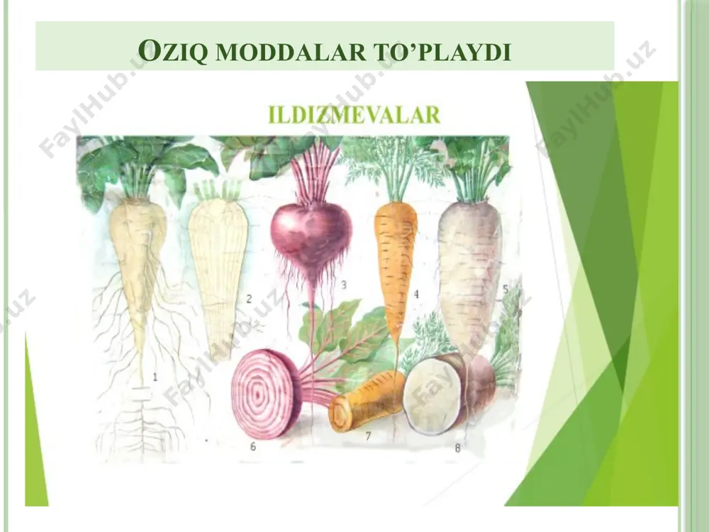 chi, ya'ni dengiz bo’ylardagi to’lqinlar ta'sirda suvga botib turuvchi o’simliklarda uchraydi. soxta ildizlarga yana tropiklardagi lianalarning havo ildizlarini ham kiritish mumkin (masalan, monstera). досковидные корни nafas oluvchi ildizlar nafas oluvchi ildizlar botqoqlik yoki botqoqlashgan joyda o’suvchi o’simliklarda uchraydi. bunday ildizlar uchun aerenxima to’qimasining kuchli taraqqiy etganligi xarakterlidir. nafas oluvchi ildizlar mangra o’simliklarida, xususan amerikada o’suvchi botqoqlik sarvisida uchraydi nafas oluvchi ildizlar nafas oluvchi ildizlar so’rg’ich ildizlar so’rg’ich ildizning po’stloq parenxima hujayralari, o’tkazuvchi bog’lamlari ona o’simlikning floemadagi o’tkazuvchi bog’lamlariga qarab o’sadi. o’sayotgan ildizning uzunchoq parenxima hujayralari gaustoriya hujayralari deb ataladi. bu hujayralar yig’indisi tekinxo’r o’simliklarning eng asosiy organi so’rg’ich ildizi bo’lib qoladi. so’rg’ich ildizlar zarpechakning har xil turlarida, plyushda, shumg’iyada uchraydi. ildizga tegishli atamalar o’zbekcha ruscha inglizcha ildiz,tomir корень root qo’shimcha ildiz дополнительный корень additional root tayanch ildiz опорный корень brace root ildiz qini колеориза coleorhiza popuk ildiz мочкаватый корень fibrillose root yon ildizlar боковой корень lateral root o’q ildiz главный …