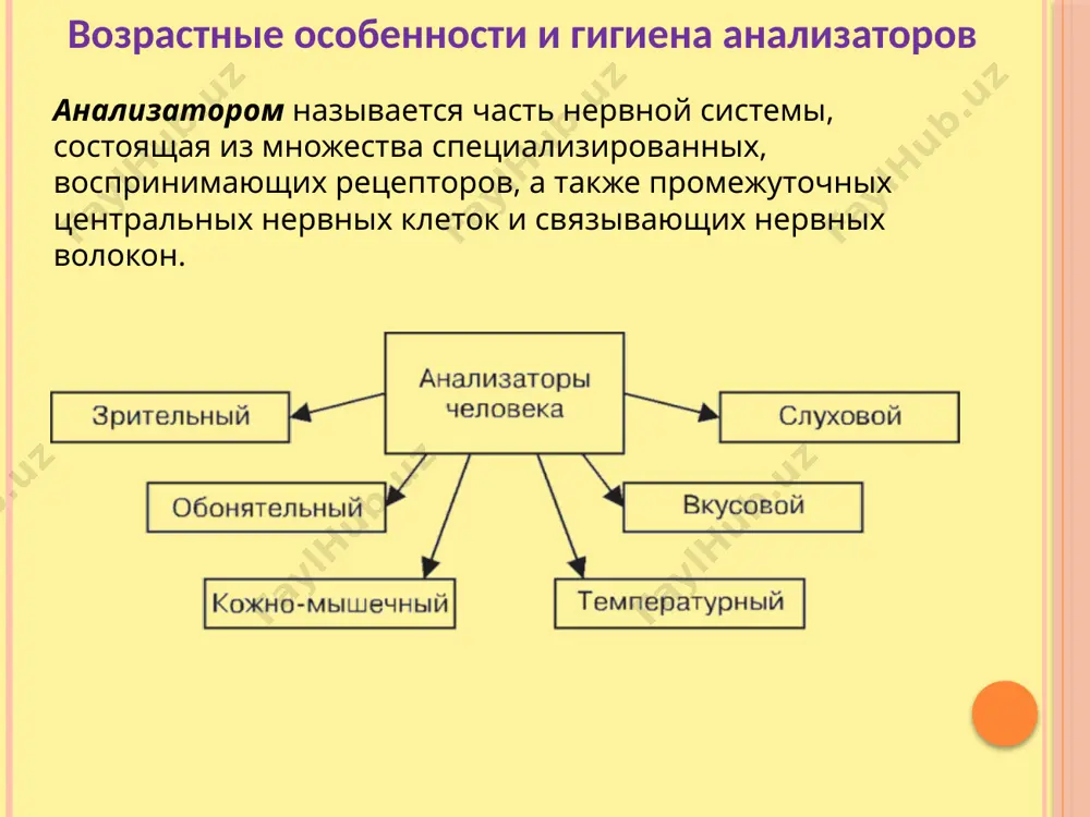 тся редко. близорукость – изображение формируется ближе сетчатки нормальное зрение – изображение формируется точно на сетчатке дальнозоркость – изображение формируется дальше сетчатки развитие и возрастные особенности органа зрения в конце 1 месяца внутриутробной жизни на боковых стенках первичного пузыря появляется выпячивание – глазные пузыри. на 2 месяце появляется хрусталиковая ямка, в ней формируется хрусталик. на 2 месяце формируется стекловидное тело, роговица, зрачок и кровеносная сосудистая система. на 3 месяце формируются веки, эпителий конъюктивы, слезная железа. глазное яблоко новорожденного - 17,5 мм., масса - 2,3г., к 5 годам - масса увеличивается на 70%, а к 20 –25 годам в 3 раза по сравнению с новорожденным. роговица у новорожденного относительного толстая, кривизна ее в течение жизни почти не меняется. хрусталик почти круглый. он быстро растет в течение 1 года жизни, в дальнейшем темпы роста его снижаются. радужка выпуклая кпереди, пигмента в ней мало, диаметр зрачка 2,5 мм. по мере увеличения возраста ребенка …