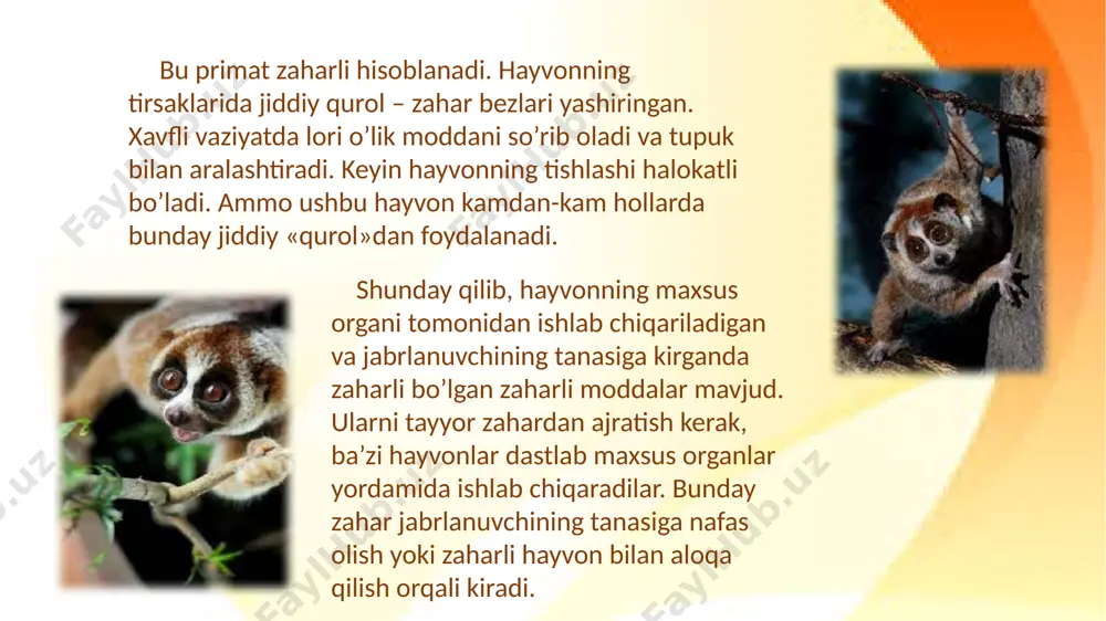 zaharli sutemizuvchilar - Page 5