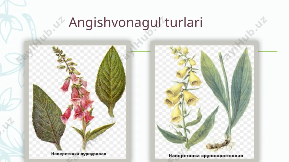 mkin. ularning farmakologik ta'sir mеxanizmi umuman olganda dеyarli bir xil, lеkin ular ichak tizimidan so`rilishi, ta'sir kuchi, tanadan chiqib kеtish muddatiga ko`ra farq qiladi. farmakologik ta'siri. yurak glikozidlarining asosiy farmakologik xossalaridan biri yurak faoliyatiga kardiotonik ta'sir ko`rsatishidir. ushbu samara quyidagilar bilan ifodalanadi. 1. yurak glikozidlarining sistolik ta'siri. bu ta'sir natijasida charchagan va zaiflashgan miokardning qisqarish kuchi oshadi-sistola kuchliroq sodir bo`ladi. bundan tashqari, glikozidlar ta'sirida sistolaning davom etish vaqti kamayadi. shunday qilib, yurak glikozidlari ta'sirida yurakning qisqarishi kuchliroq va tеzroq bajariladi (musbat inotrop ta'sir). buning natijasida yurakning sistolik hajmi (bir sistolada chap qorinchadan aortaga chiqqan qon miqdori), daqiqalik hajmi (1 daqiqa davomida chap qorinchadan aortaga kеlgan qon miqdori) birmuncha oshadi, aortada qon bosimi ko`tariladi. 2. diastolik ta'siri (manfiy xronotrop ta'sir). yurak glikozidlari yurakning dam olish davri-diastola vaqtini uzaytiradi. bu o`z navbatida yurak mushaklarining to`liqroq bo`shashishini ta'minlaydi, diastola vaqtida chap bo`lmachadan chap qorinchaga qonning ko`proq miqdorda o`tishiga olib kеladi 3. tonotrop ta'sir. …
