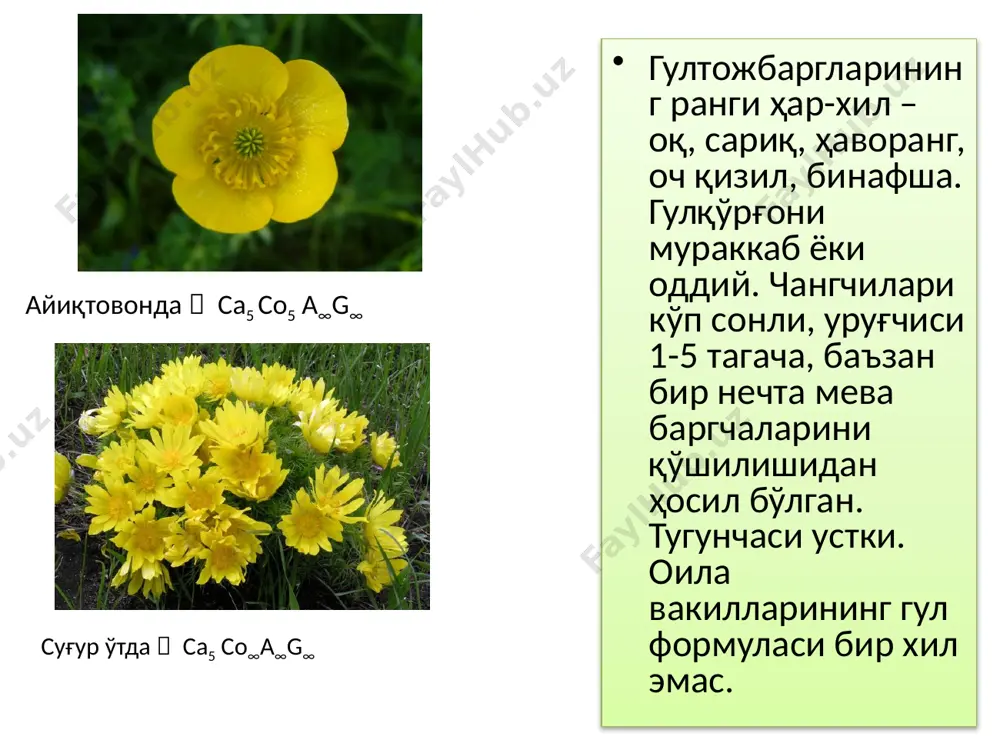 ўювчи моддалар камфора типидаги протоанемонин (анемонол) моддалари сақлагани туфайли кўз, бурун, тамоқ ва ички органлар шиллиқ қаватларини қичиштирувчи ҳусусиятларга эга. ўта заҳарли ўсимлик.  cа5 cо5а∞g∞ заҳарли айиқтовон (r. sceleratus) заҳарли айиқтовон (r. sceleratus). бу пояси 20-45 см, туксиз, баъзан зич тукли, ичи бўш эгатли ва кўп йиллик ўт ўсимлик. унинг косачабарглари пастга қараб қайрилган, тожбарглари 5-6 та, баъзан кўп, гул ўрни чўзиқ бўлади. зах ерларда, ботқоқликларда, булоқ ва ариқ бўйларида ўсади. бу тур жуда ҳам заҳарли ўсимликдир.  cа5 cо5а10-20g∞. дала айиқтовони (r. arvensis) дала айиқтовони (r. arvensis). бу кичик, бўйи 10-25 см, гули оч сариқ рангли, бир йиллик ўсимлик. тоғ этакларида, адирларда, дала ва боғларда бегона ўт сифатида ўсади. суғурўт (adonis) суғурўт (adonis). бу туркум вакилларидан ўзбекистонда туркистон суғурўти (adonis turkestanica) зарафшон, олой, туркистон тоғ тизмаларининг майин тупроқли ёнбағирларида тарқалган. гуллари йирик, сариқ гулли, ўзига ҳос бадбўй хид тарқатади. табобатда дори олиш учун ишлатилади. таркибида адонизин алкалоиди учрайди …