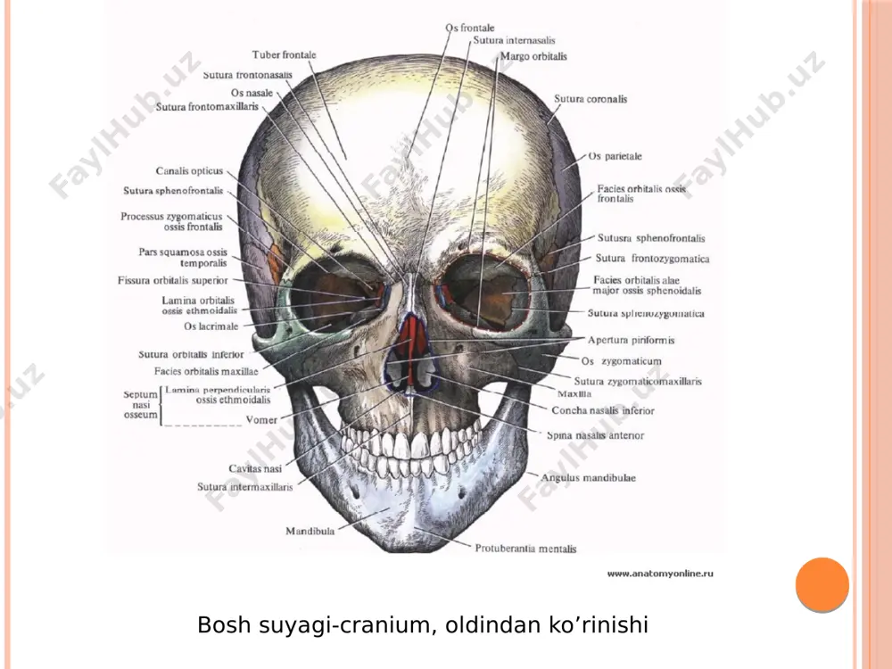osteologiya - Page 4